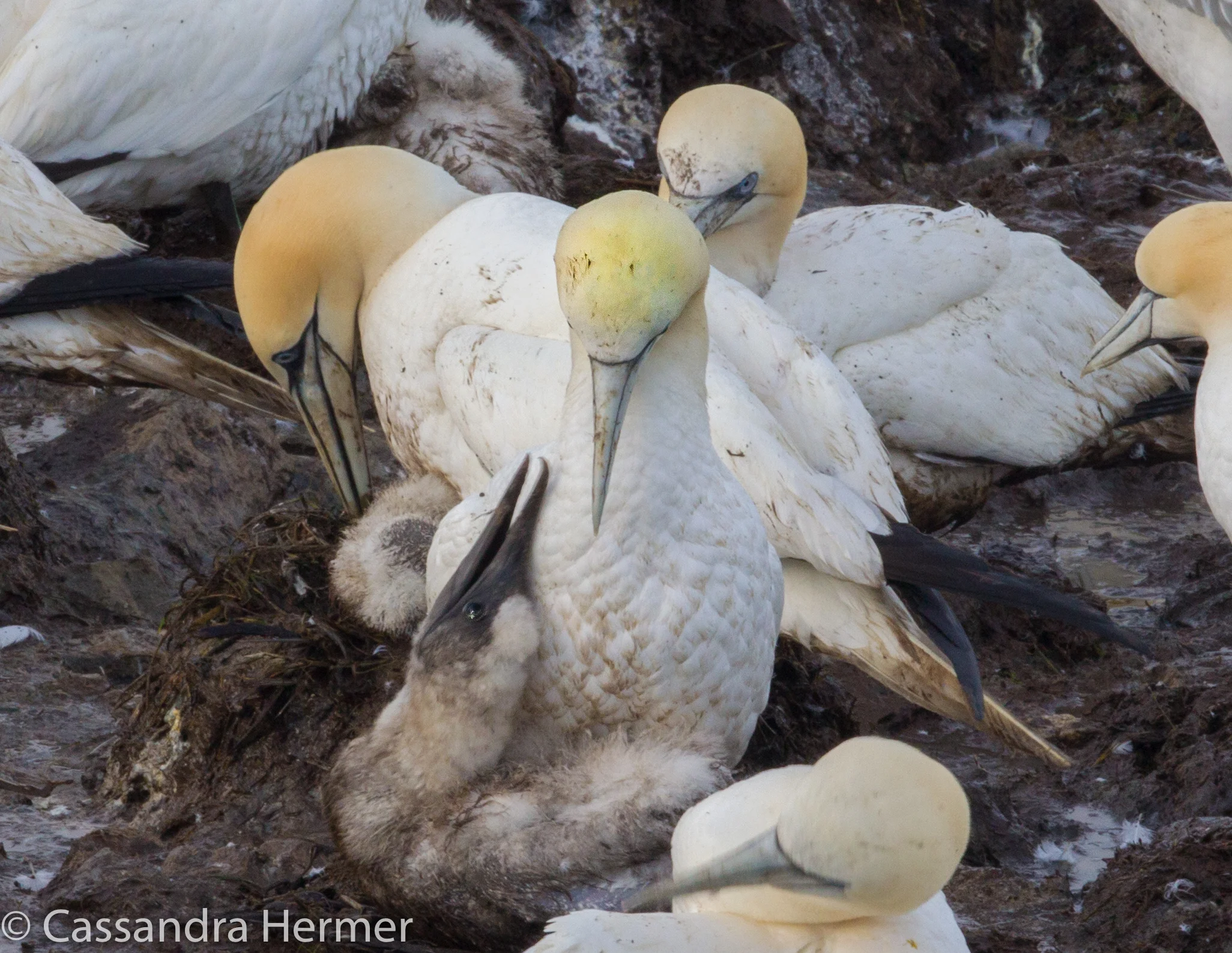  A big storm the day before, left everyone wet and muddy on these cliffs. This chick should  be white, but he is covered with mud and demanding food. 