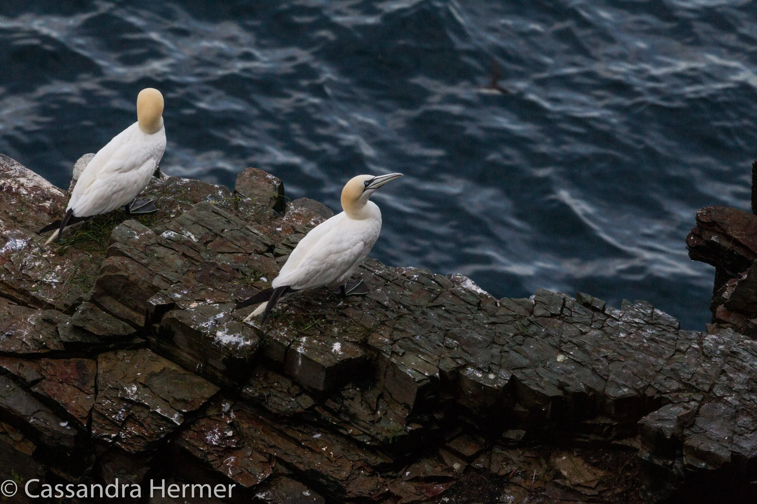 A long dive down for dinner, but these Gannets are ocean going large birds. 