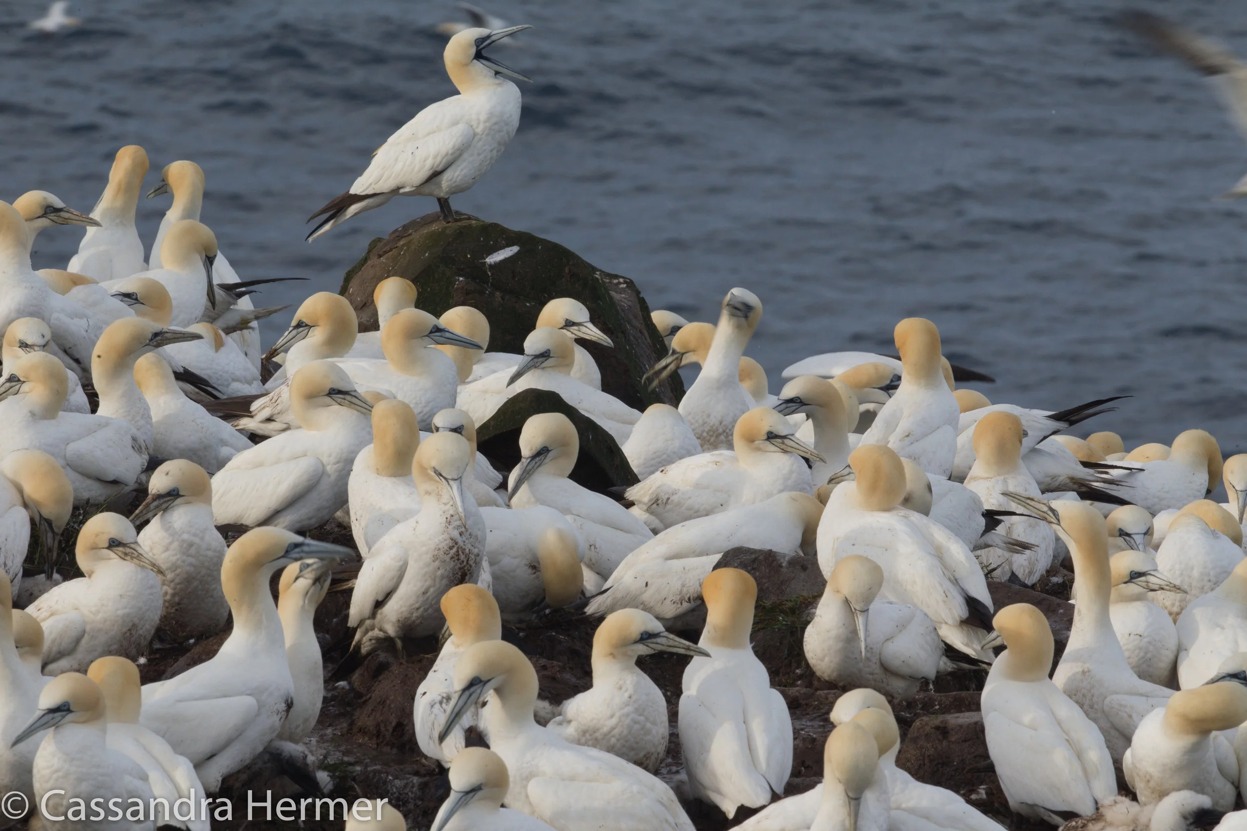  Norther Gannets 