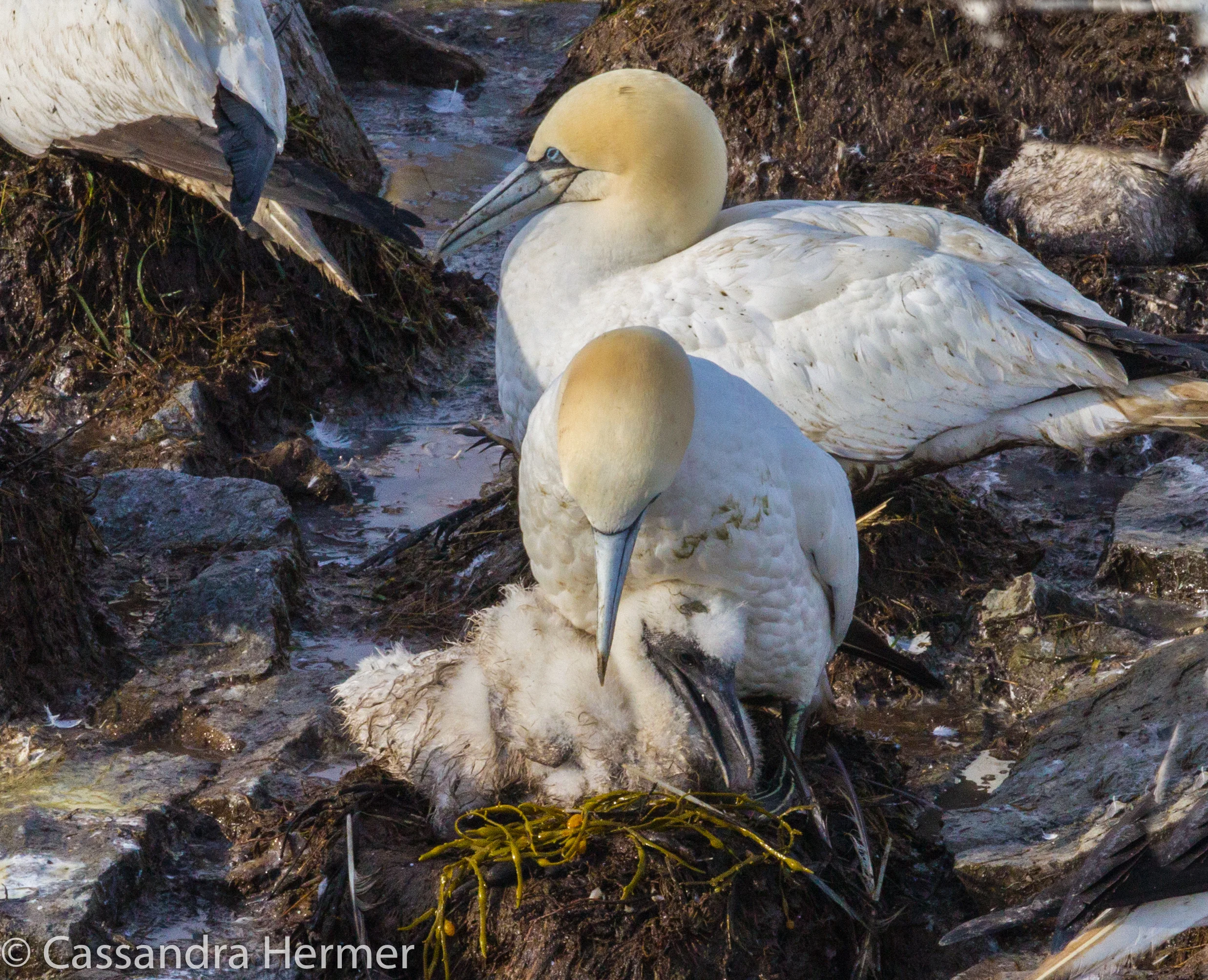  Another chick on a mud, seaweed and rubbish nest,glued with guano. 