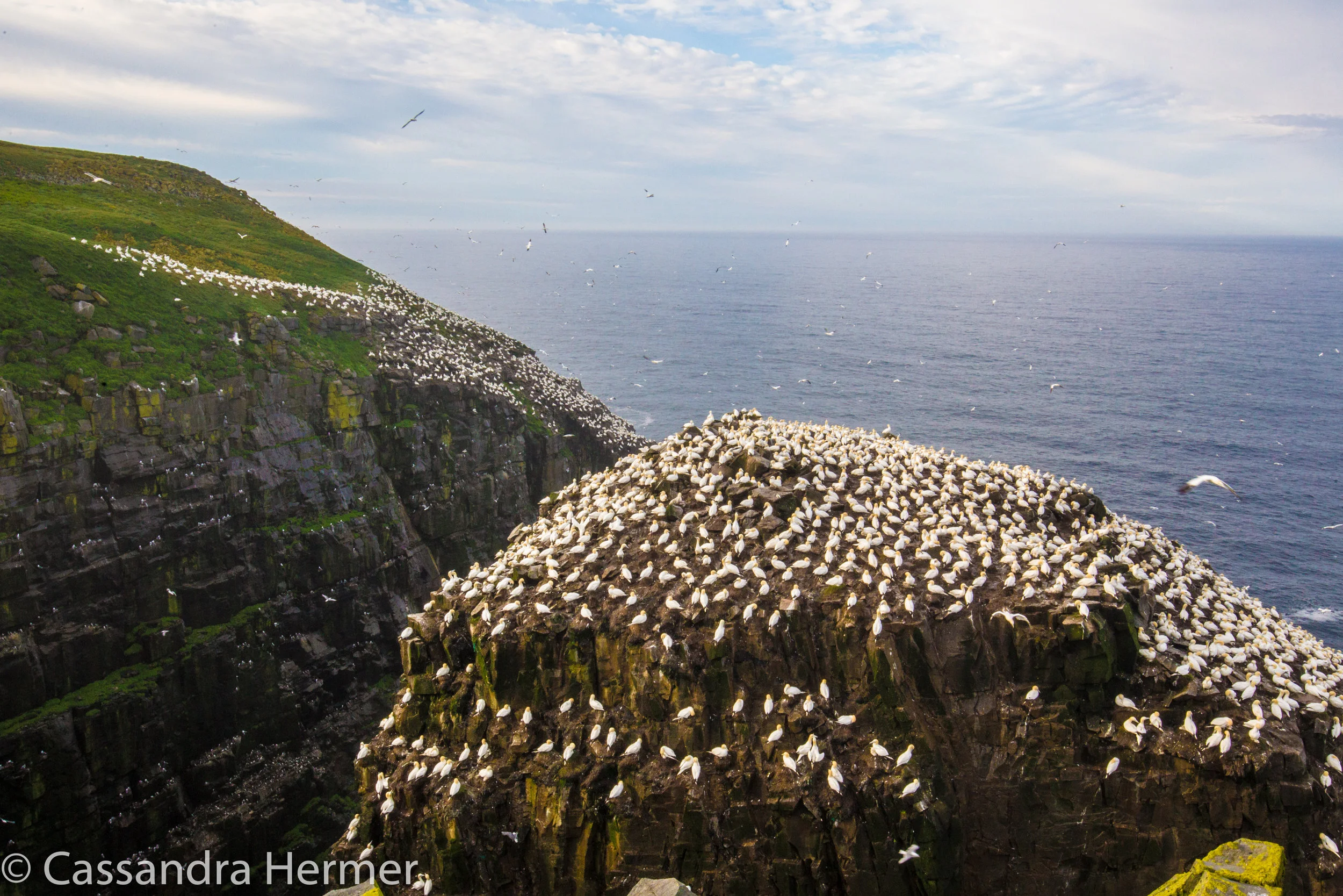  Bird Rock, home to over 24,000 Northern Gannets. They arrive here to mate and nest on  these 200 ft cliffs and sea stacks. 
