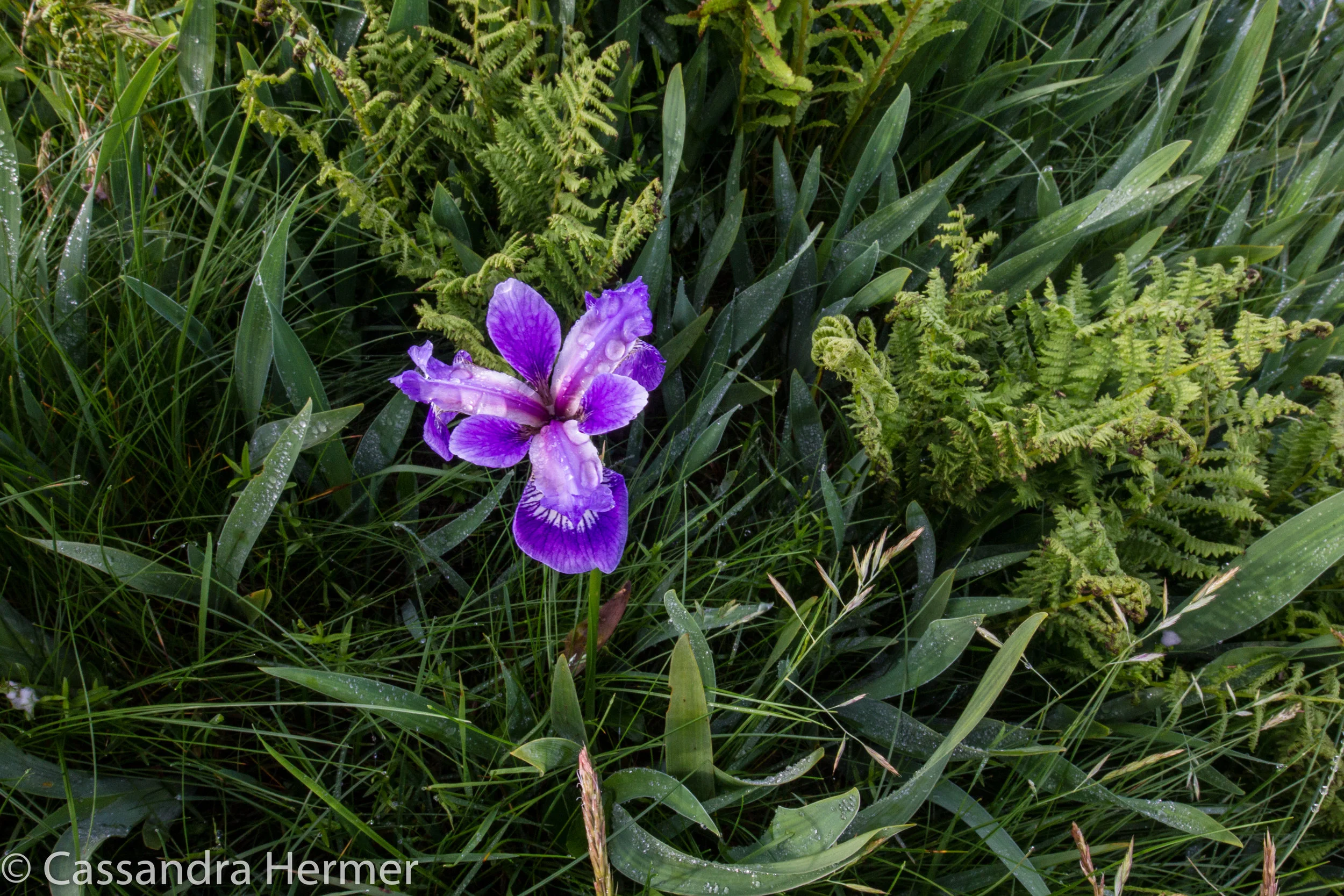  These dwarf like Irises are growing every where in this area. ( Also called Blue Flag) 