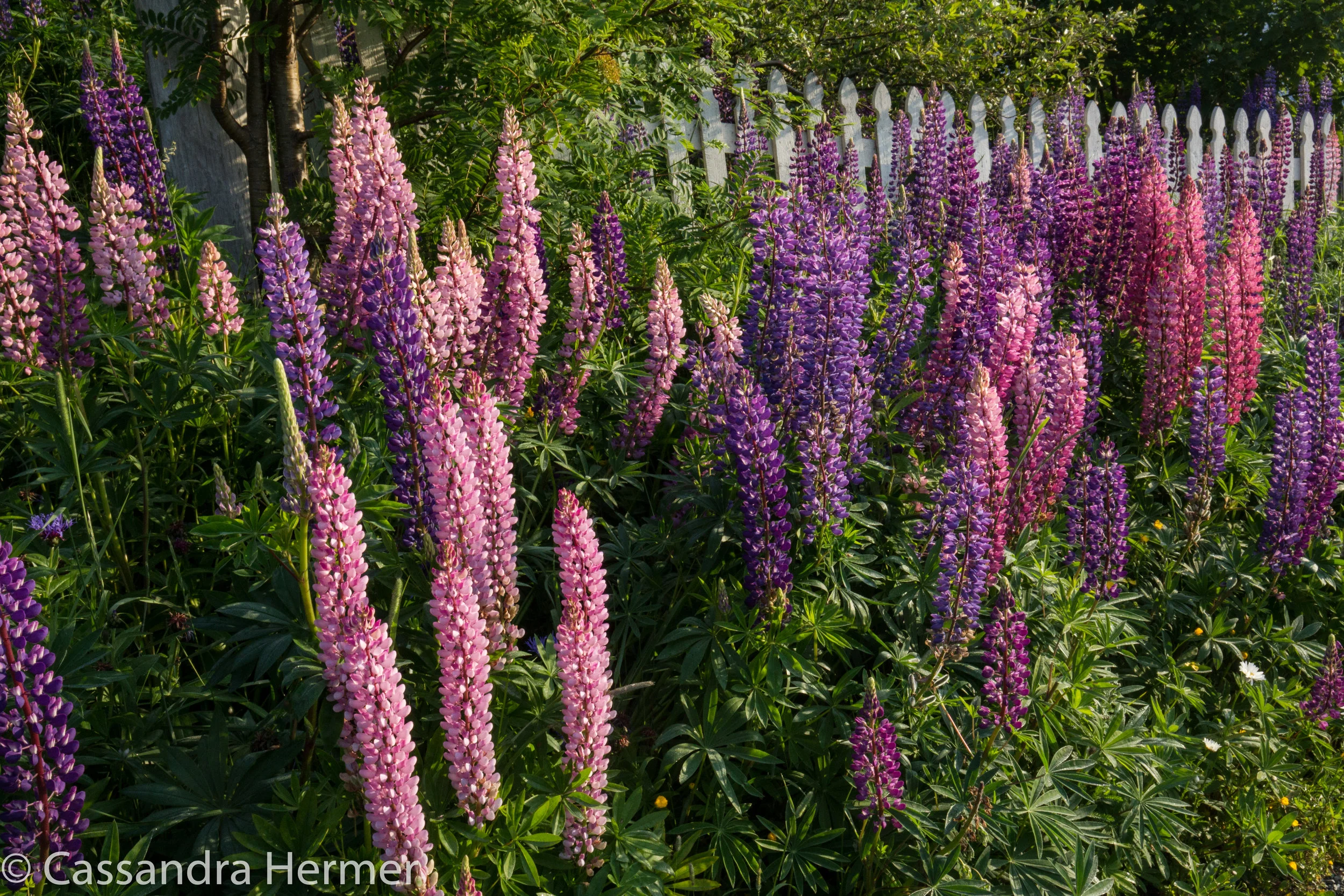  Lupine grows everywhere in NL. It’s all growing wild, and some consider it a weed. Once it starts growing, they say they can’t get rid of it and takes over their gardens. 