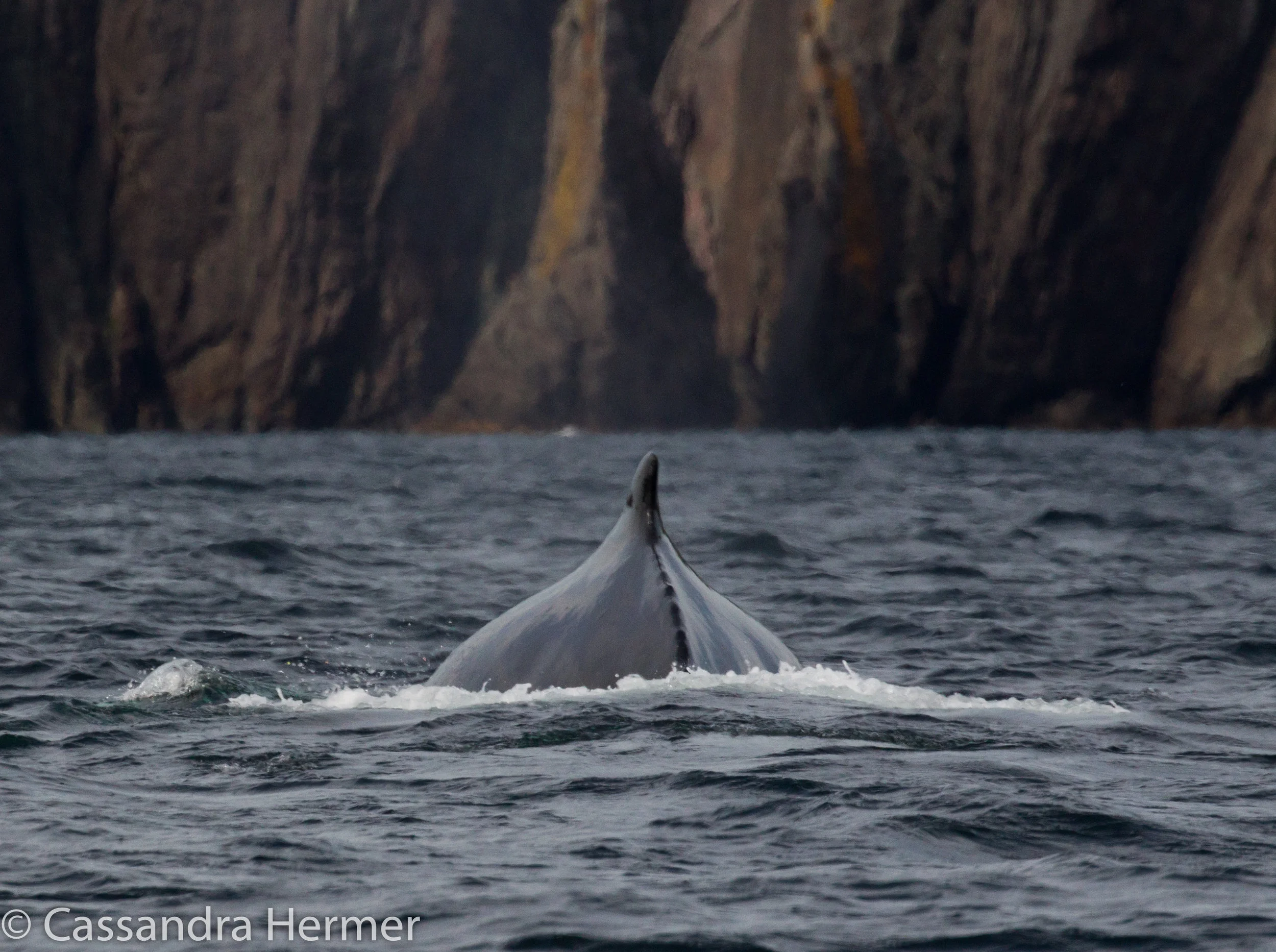  A bumpy sea and a  cold day to whale watch. Photos aren’t to exciting, but saw a few humpback whales 