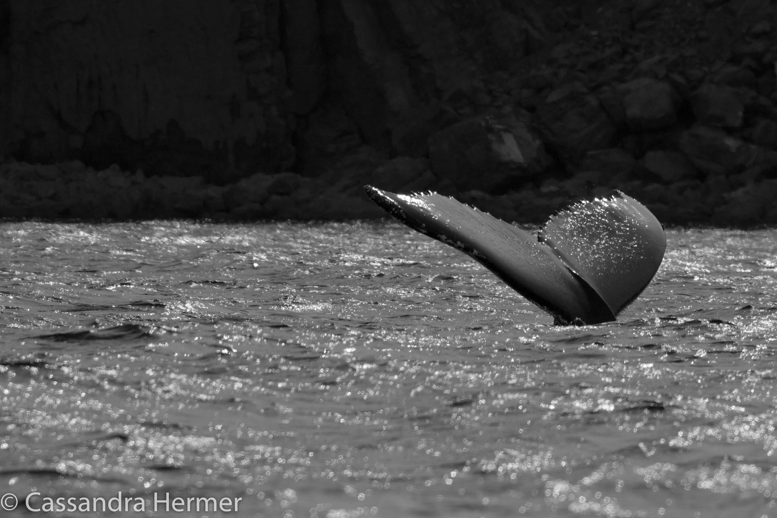 Humpback Whale. The pattern of their tail flukes are a unique as fingerprints. 