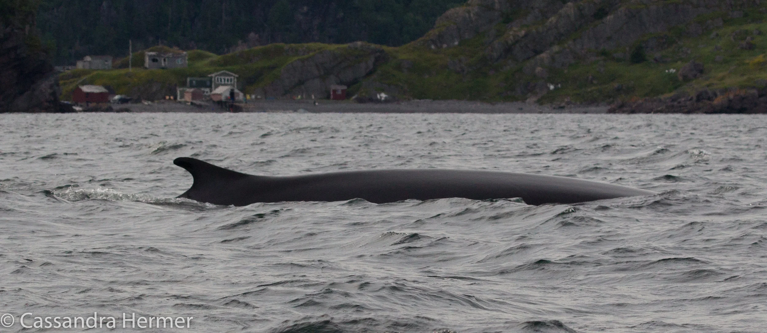  Finn Whale,a massive creature is one of the fastest swimmers among whales ( up to 25 miles an hour) One of the largest  animals on earth ( Blue Whale is bigger) 