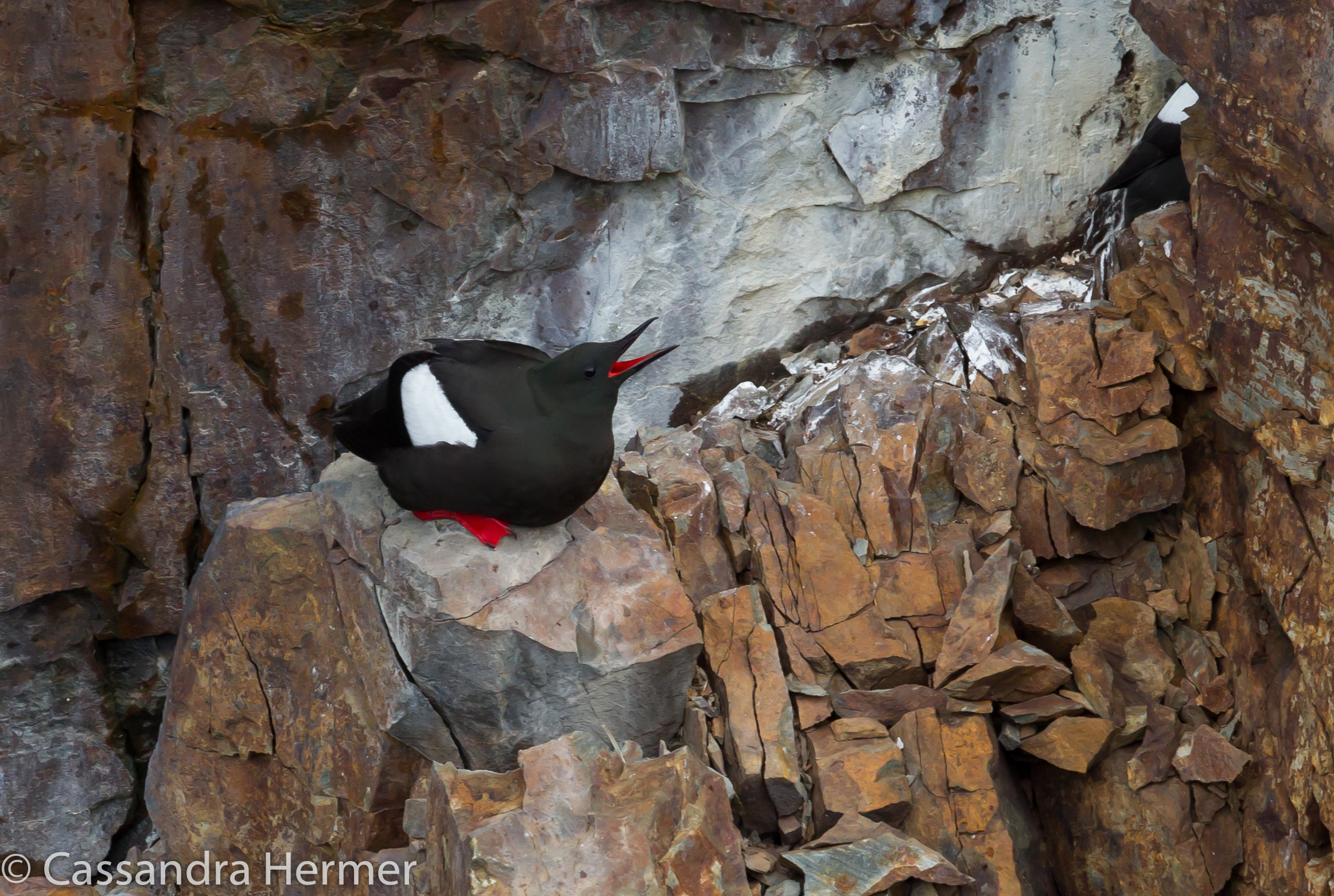  Black Guillemot, also known as Sea Pigeon.  