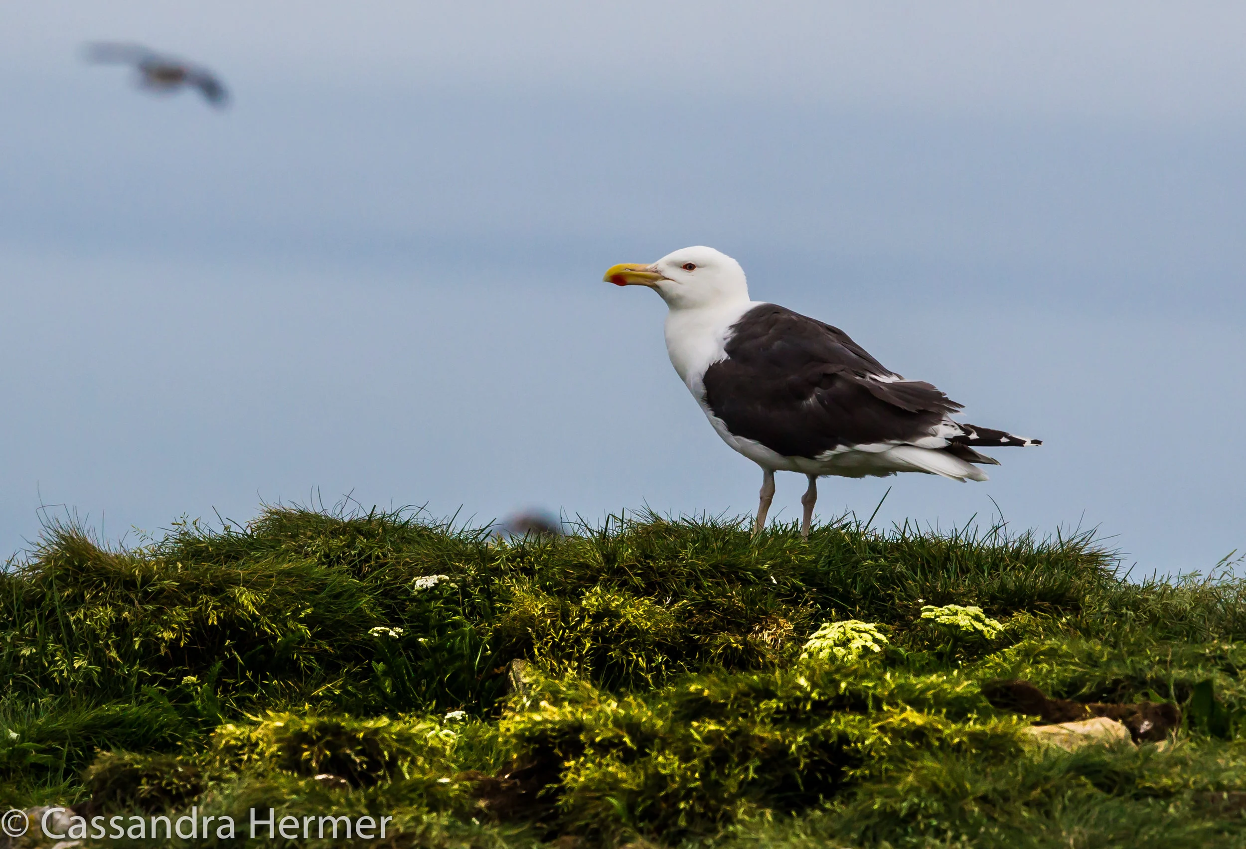  Great Black-backed Gull . Largest gull in North America.. 