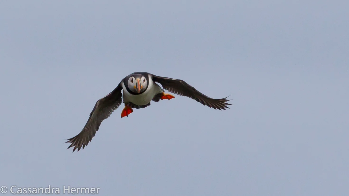  Atlantic Puffin 