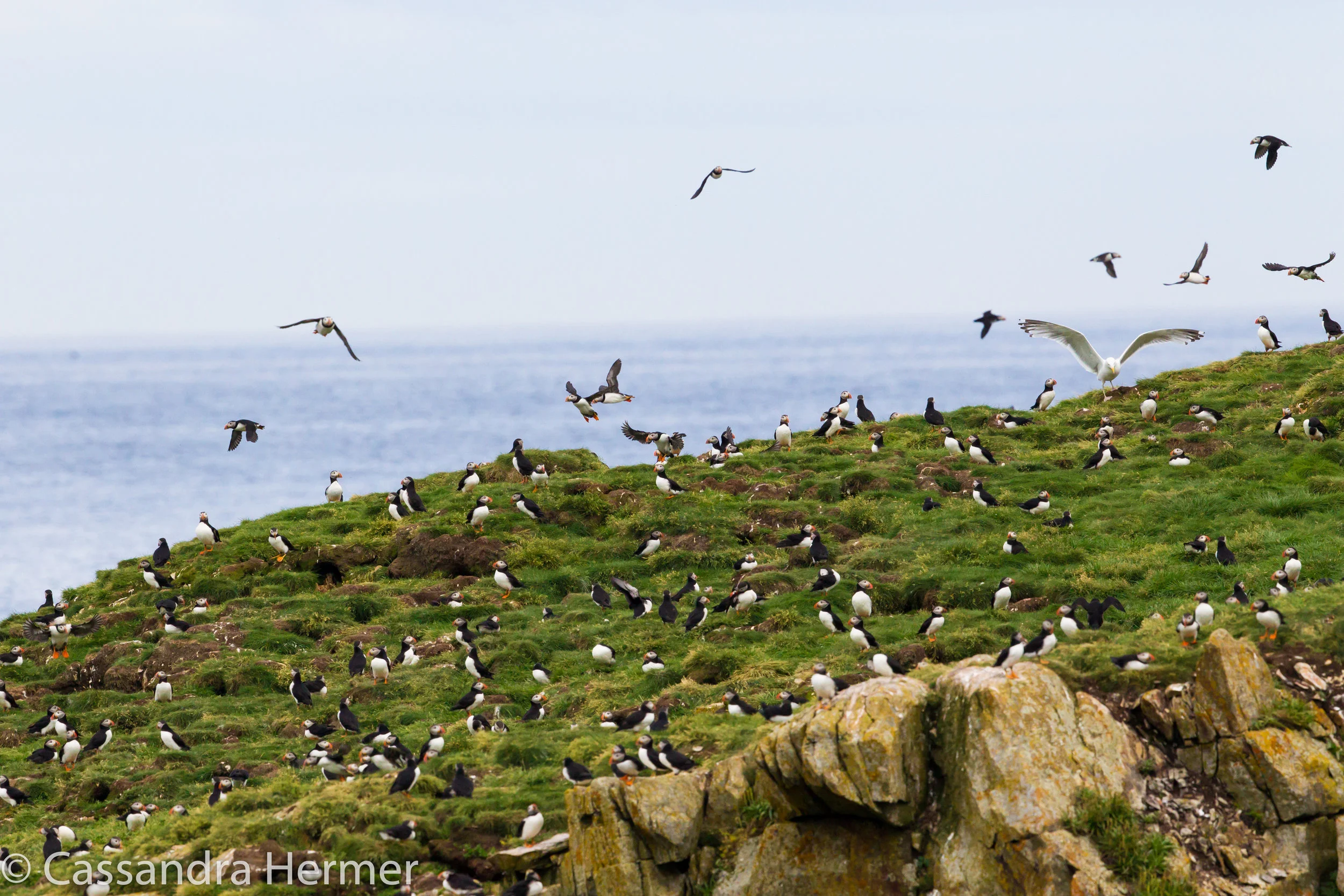  Atlantic Puffins,near Elliston, NL. Thousands of puffins nesting in holes on these cliffs. They are the provincial bird of Newfoundland. 