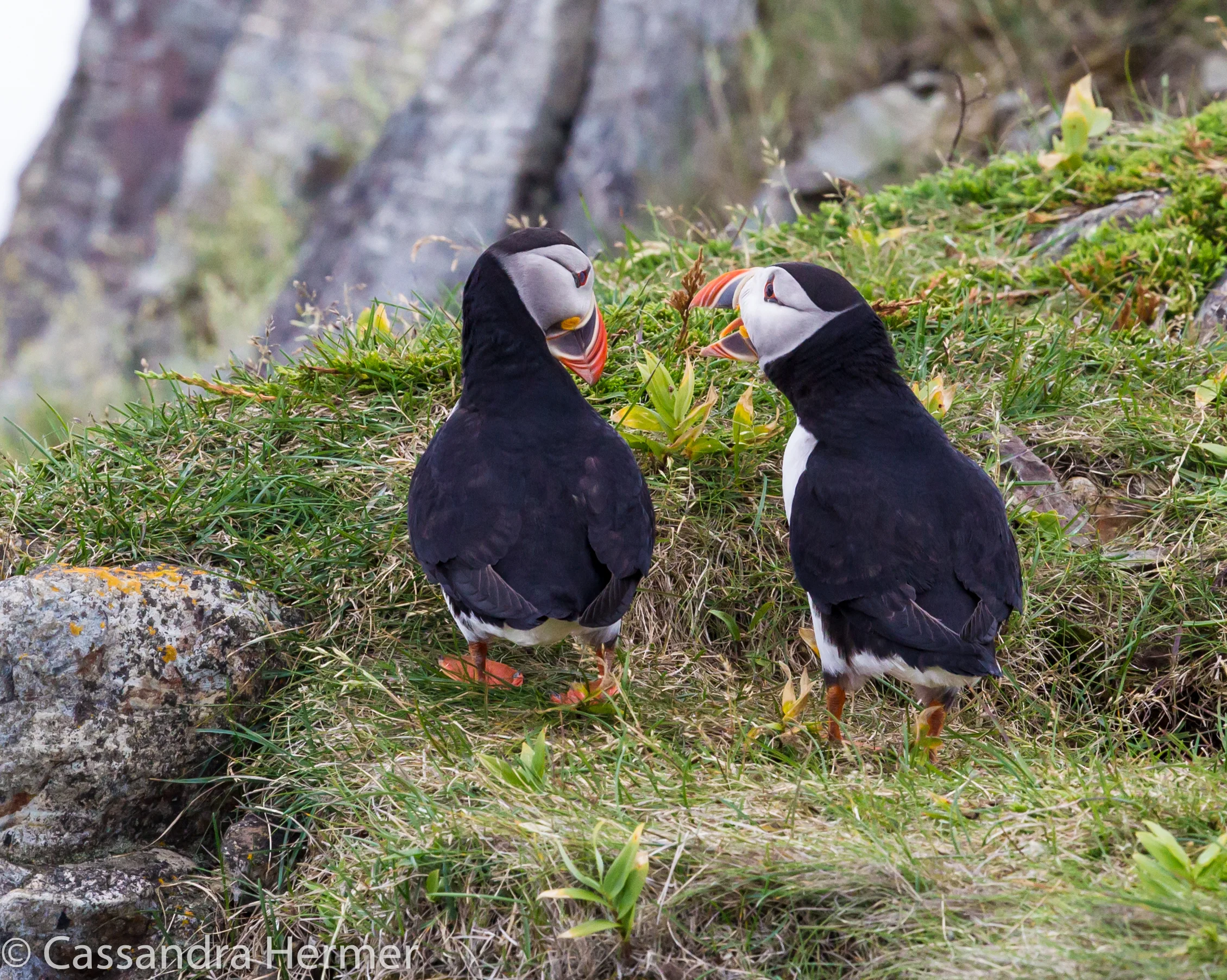  A mating pair of Atlantic Puffins 