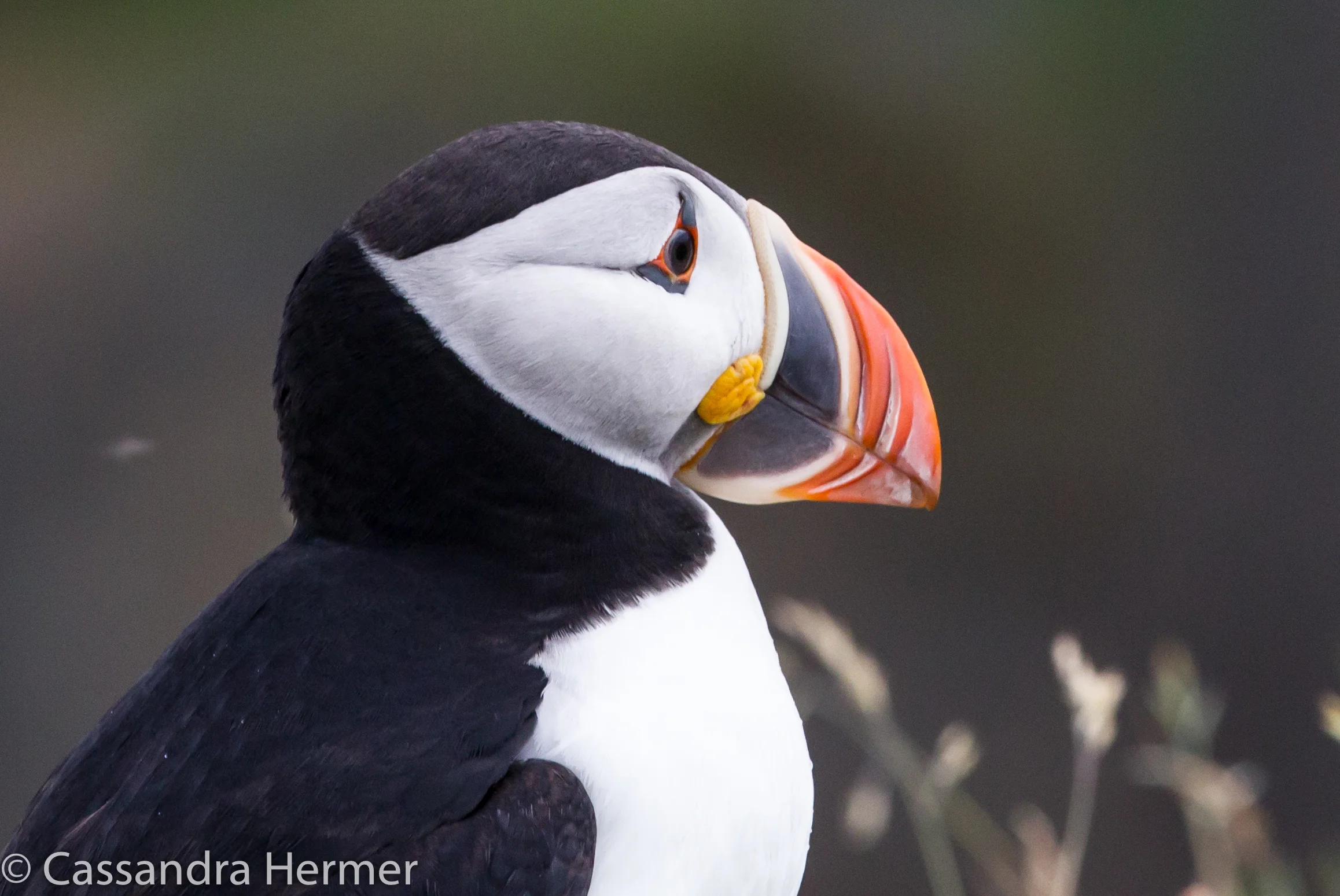  Atlantic Puffin 
