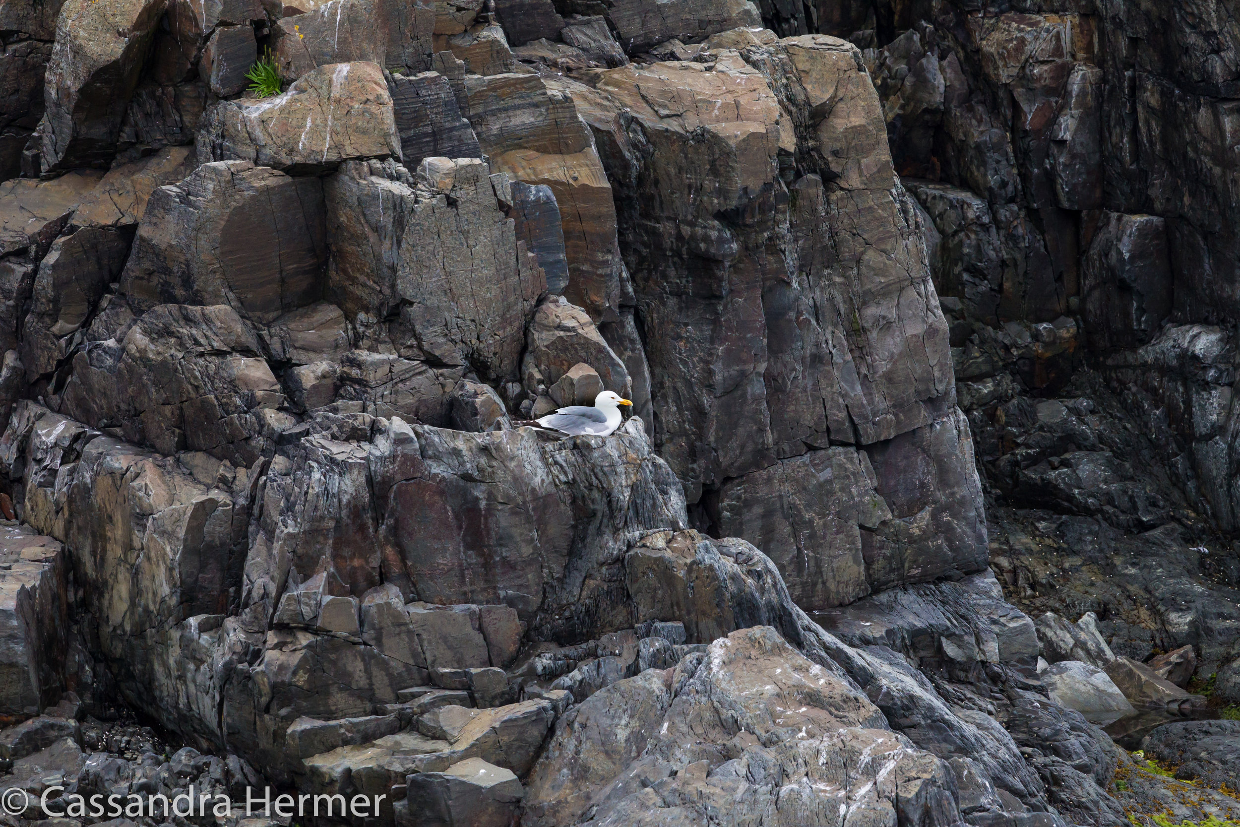  The rocky coast where the puffins live 