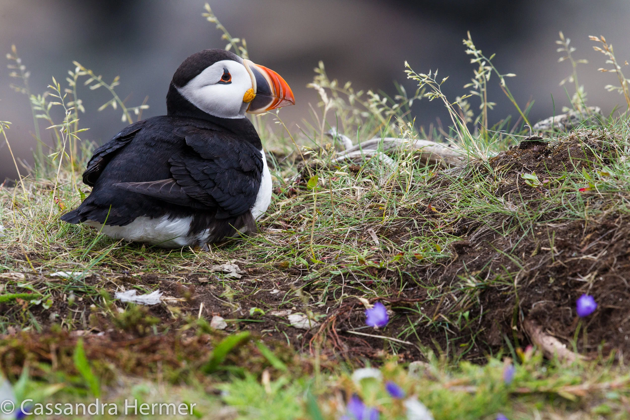  Atlantic Puffin 