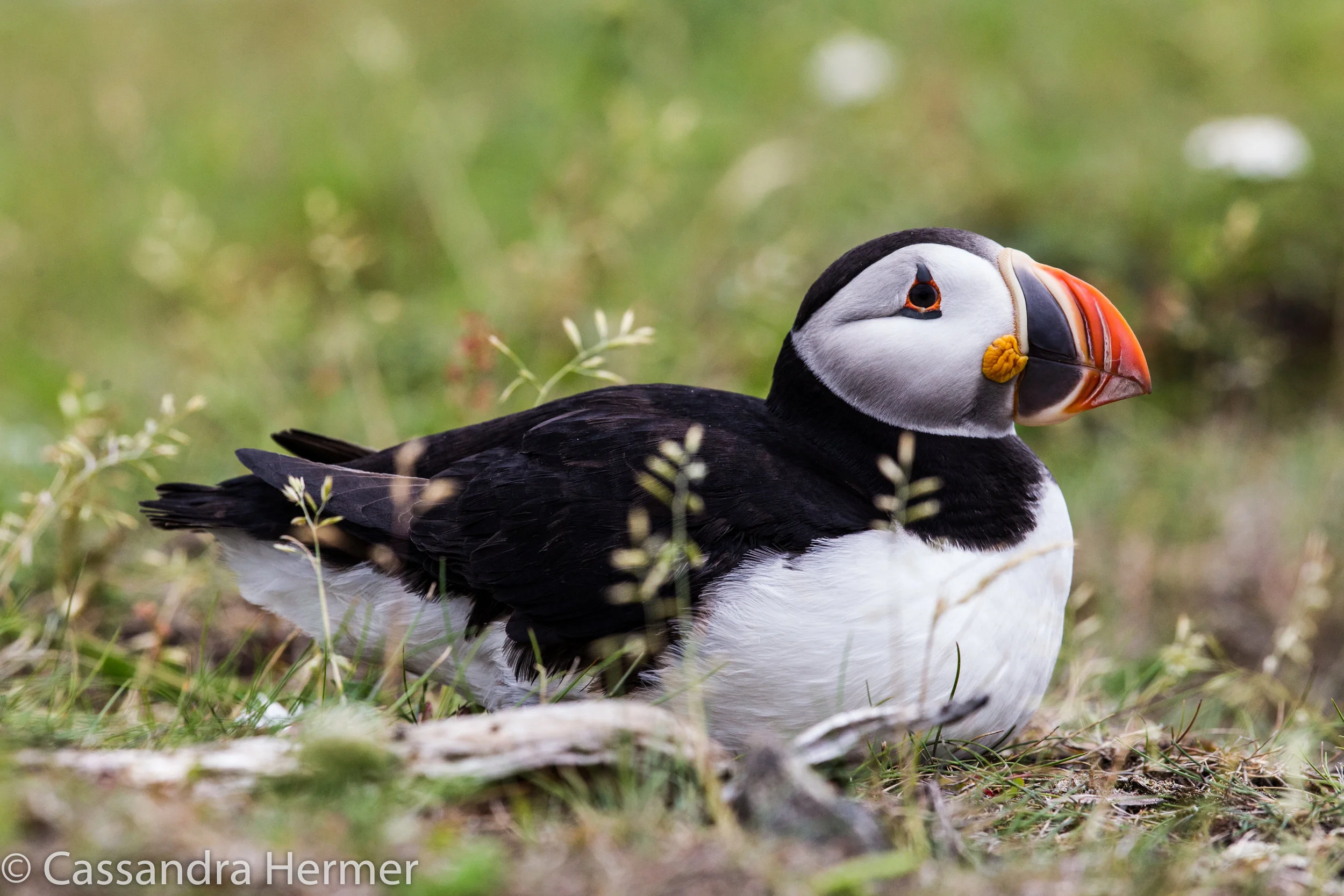  Atlantic Puffin 