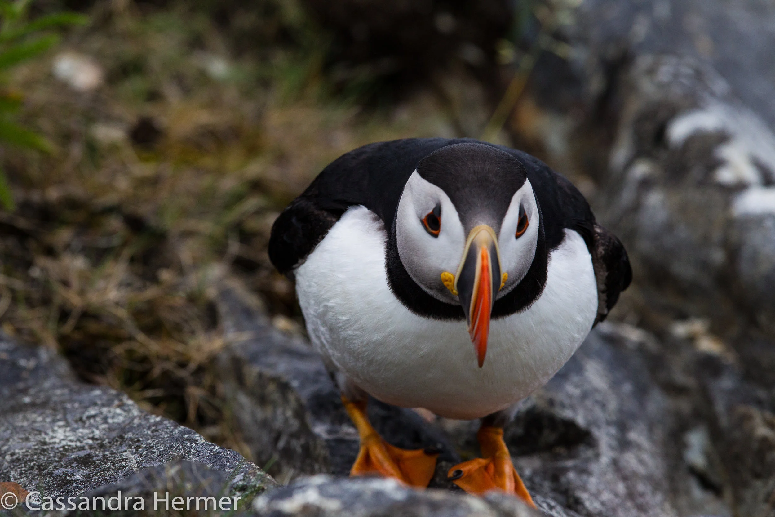  Yes he was that close to me, just a few feet away. The puffins here aren’t afraid of people. 
