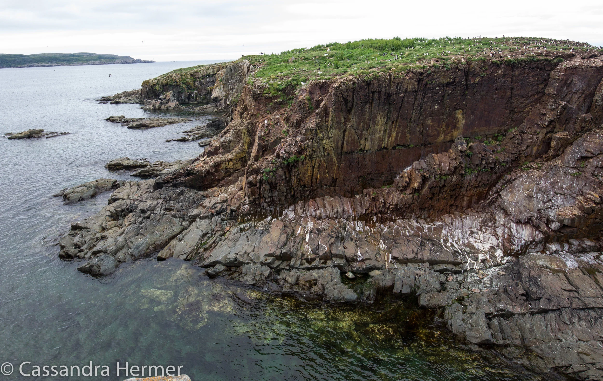  If you look closely on this green cliff area, those white dots are all Atlantic Puffins. 