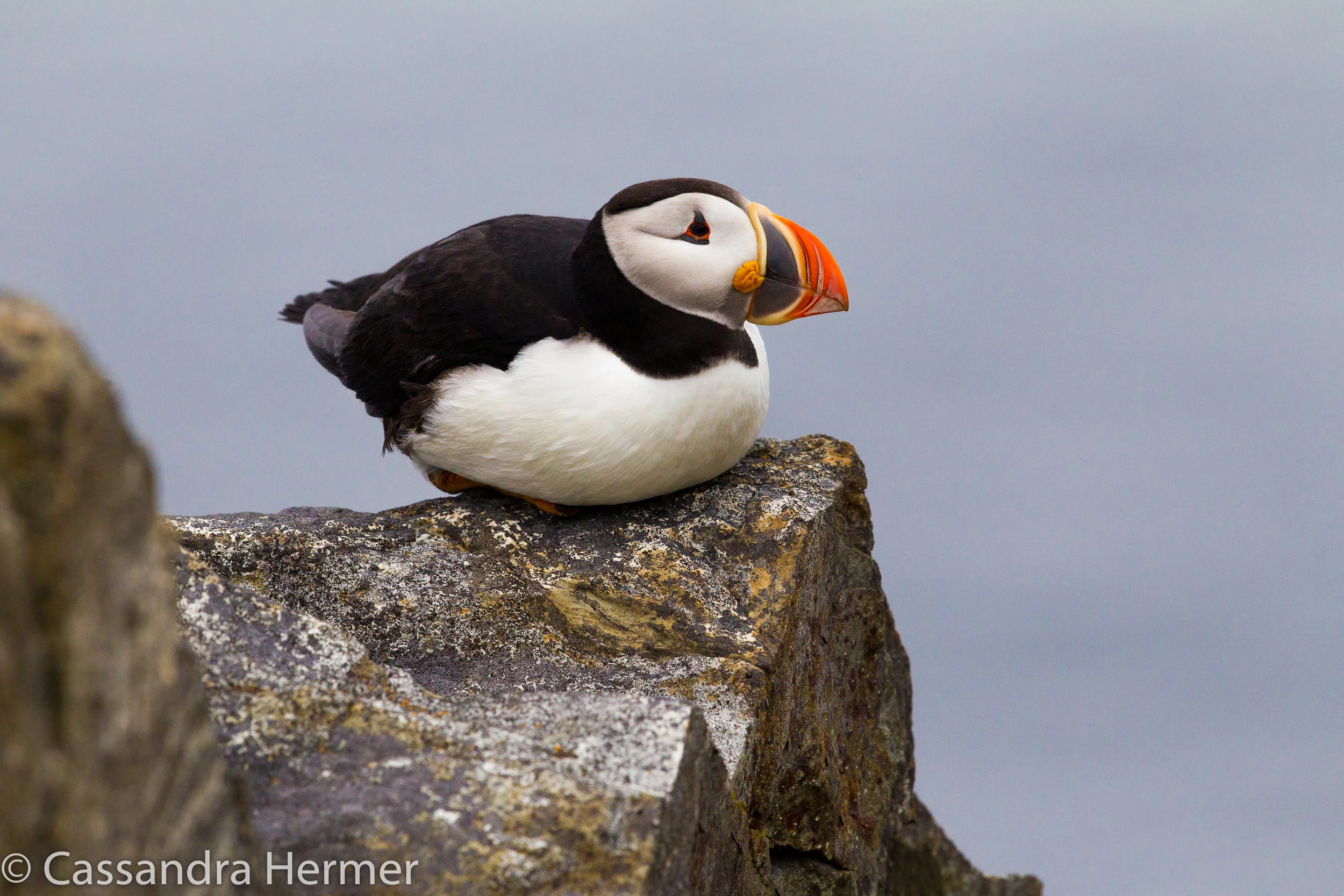  Atlantic Puffin 