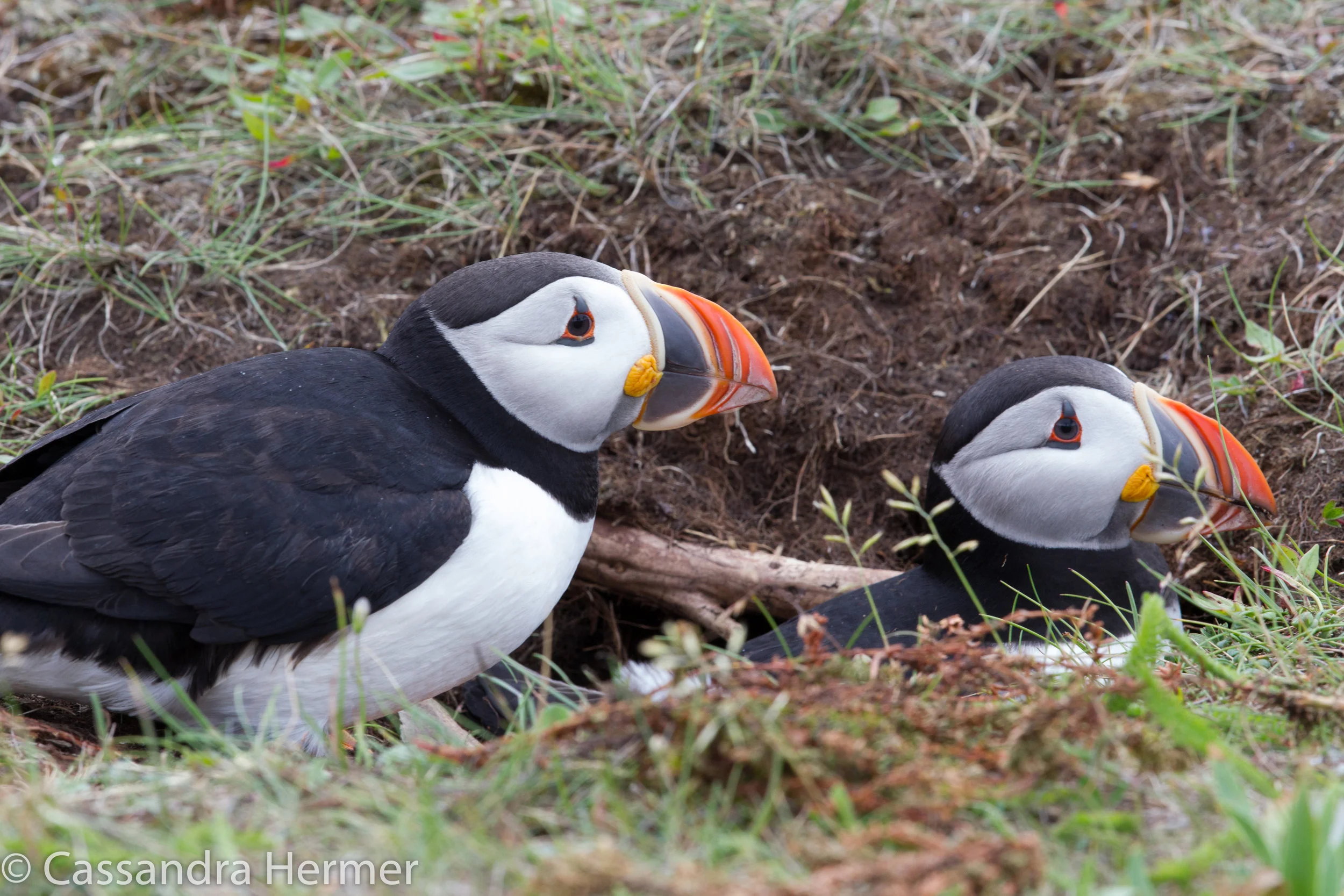  These two puffins were mating at one point. They are in their hole they nest in. 