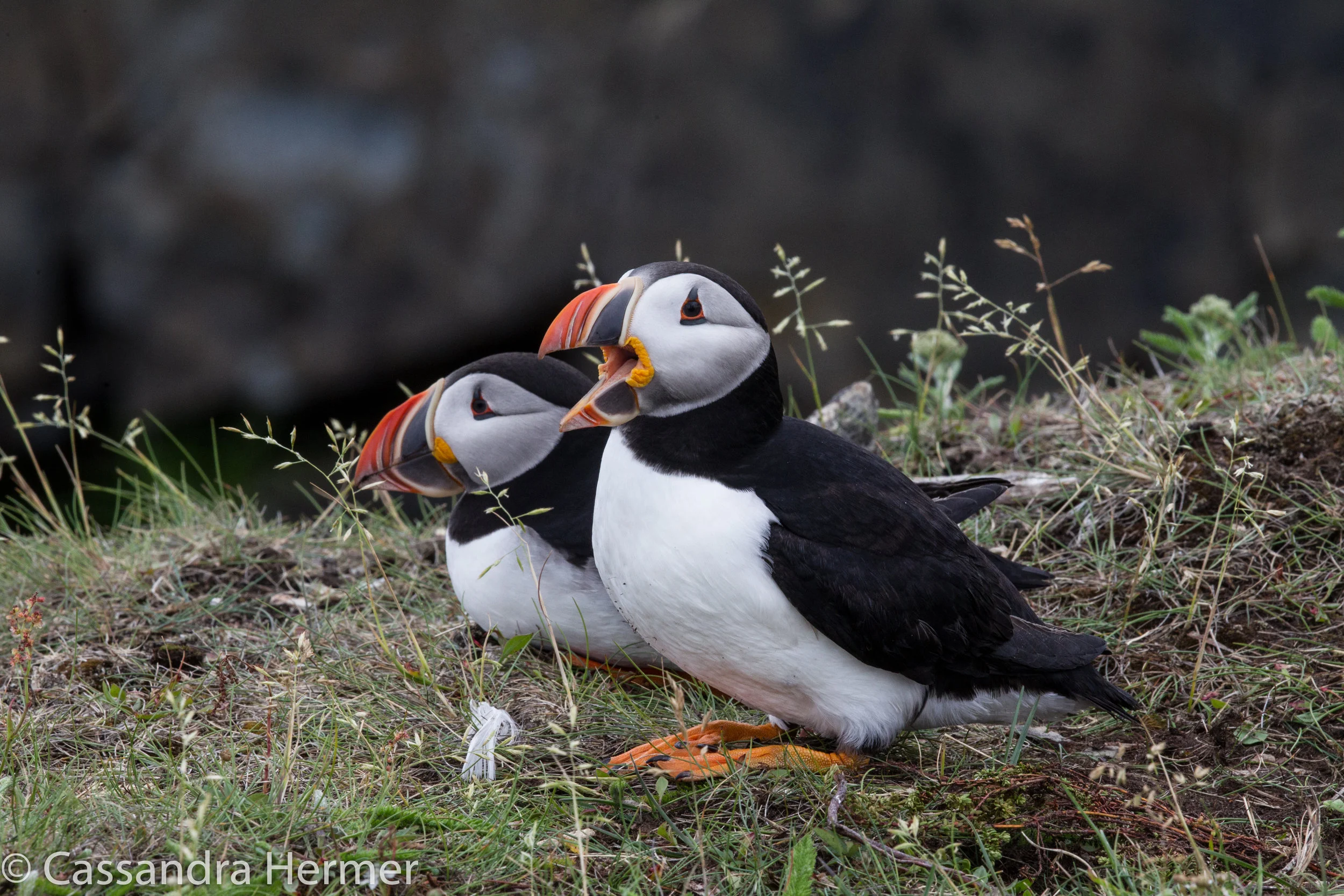  Yes there are a LOT of puffin shots! I just couldn’t stop myself, they are so cute, and so close to my camera, I couldn’t take a bad shot. 
