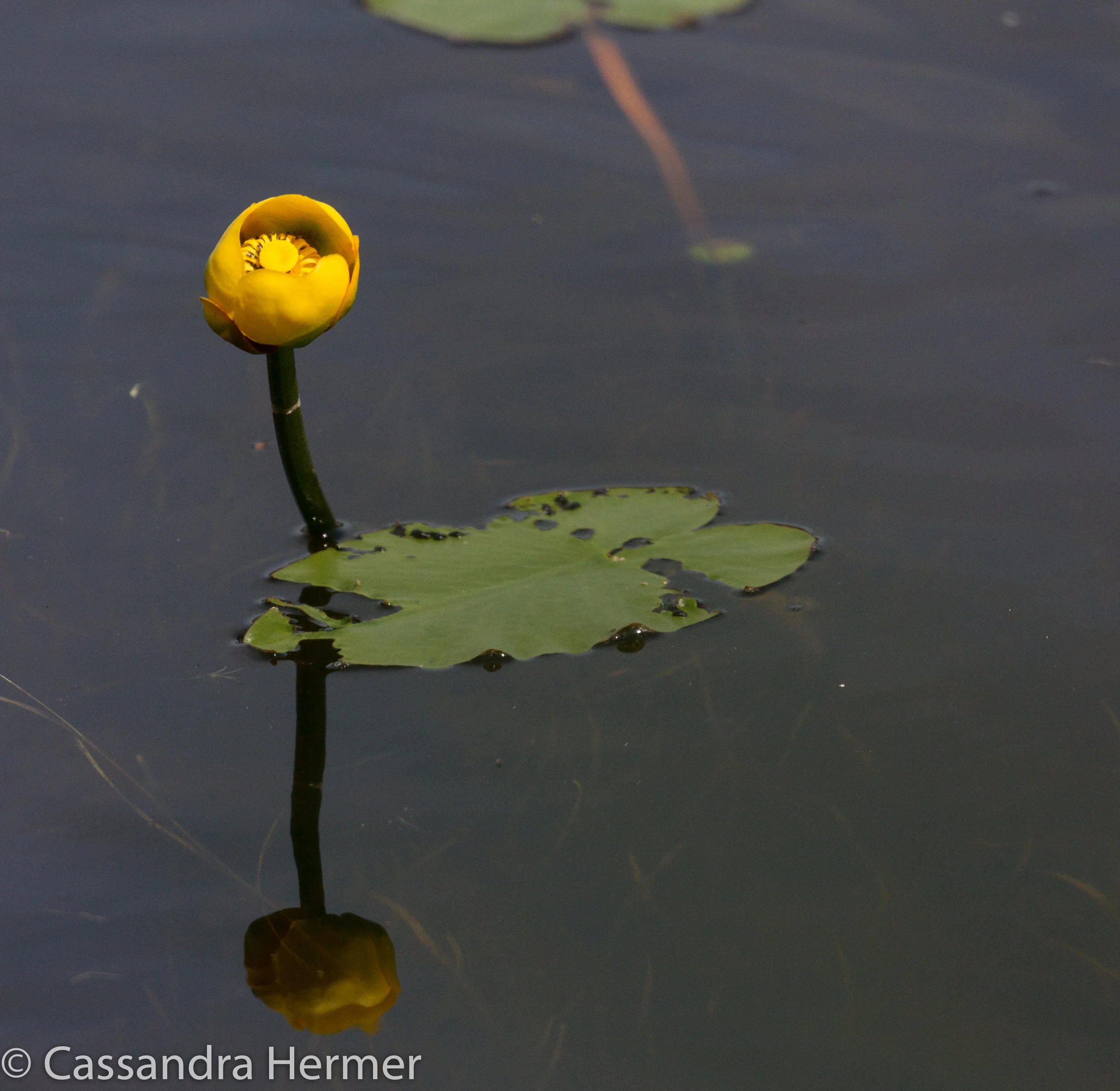  Nuphar waterlilies . (Temperate to subarctic Northern Hemisphere.) Saw these lilies  in a lot of ponds in NL. 