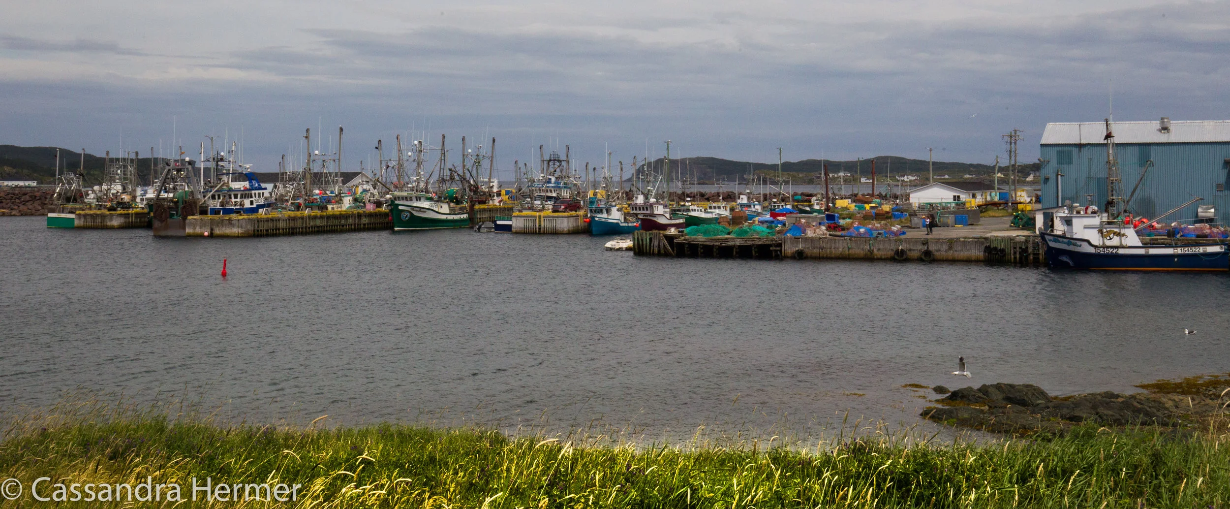  Twilligate NL, fishing harbor. 