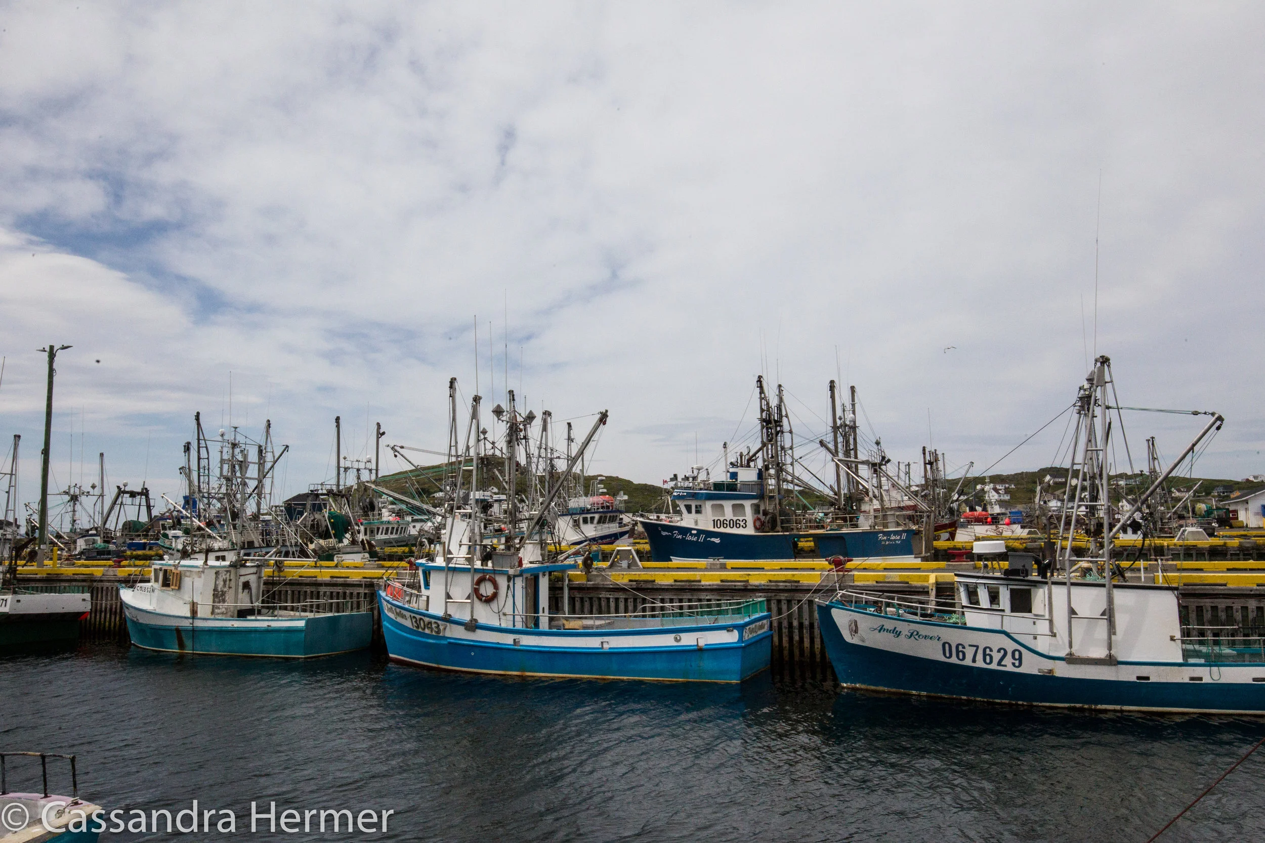  Twillingate  fishing harbor 
