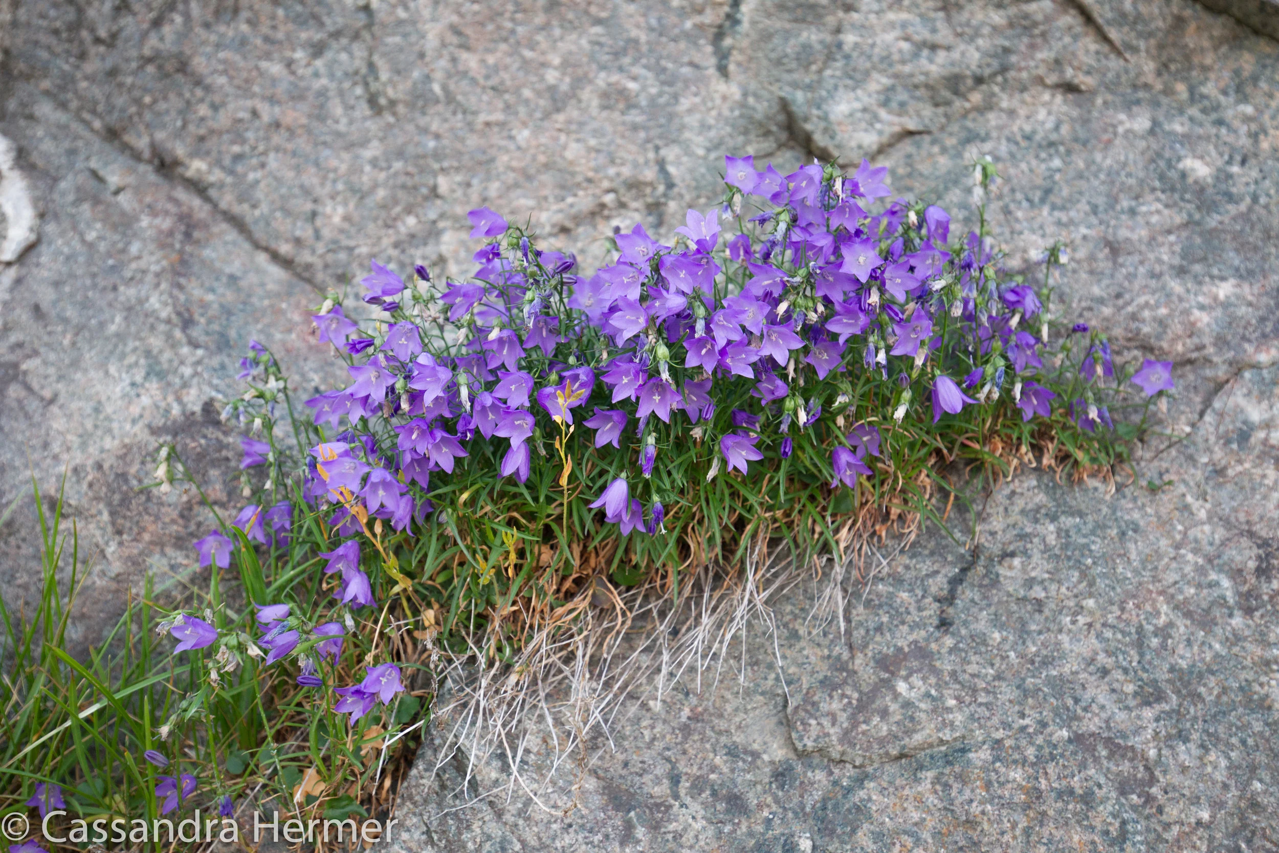   Harebell. Newfoundland is mostly rock on this island. As you can see these harebells found a crack in the rock. 
