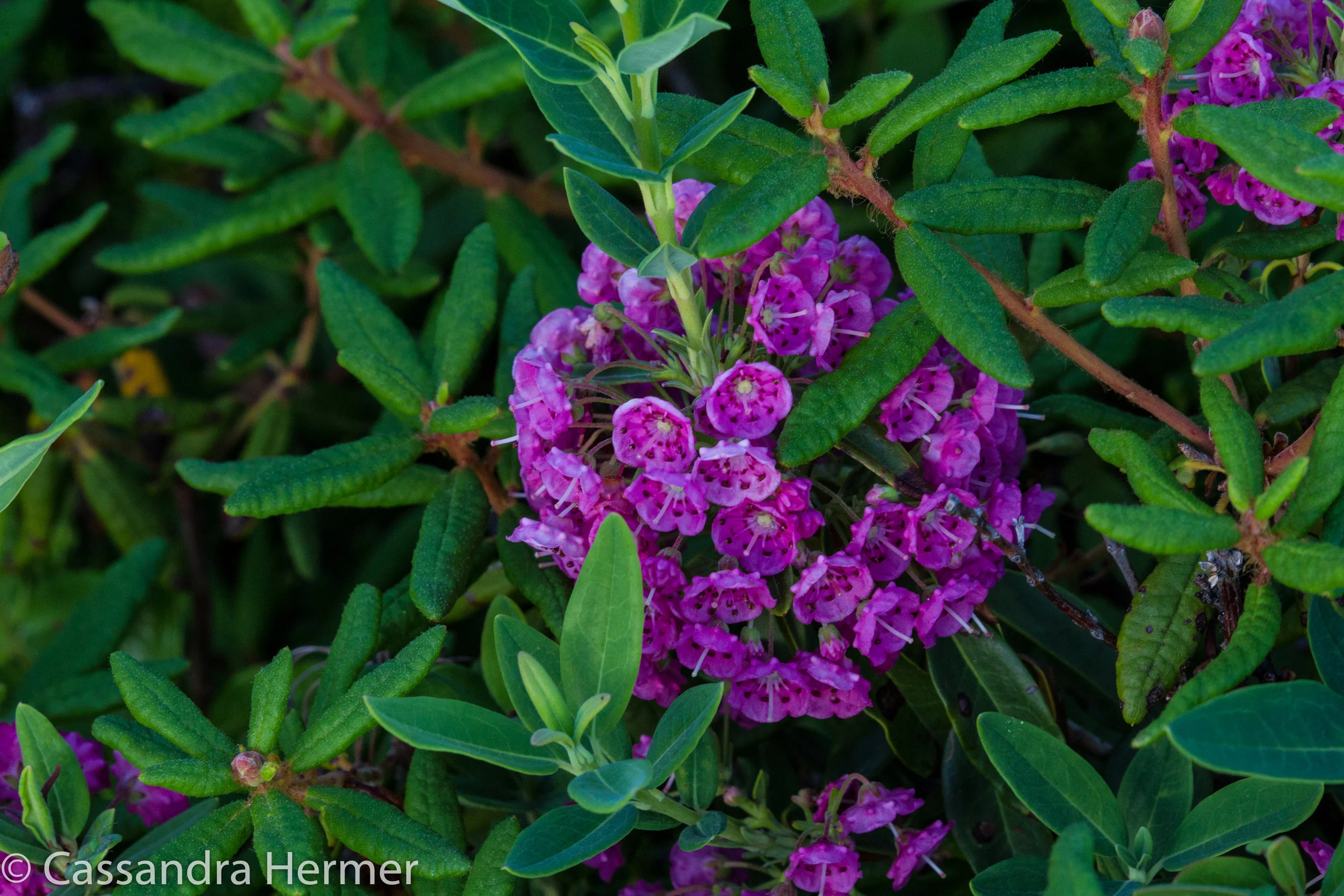  Sheep Laurel. There are many types of flowers in NL, most are small and with small stems 