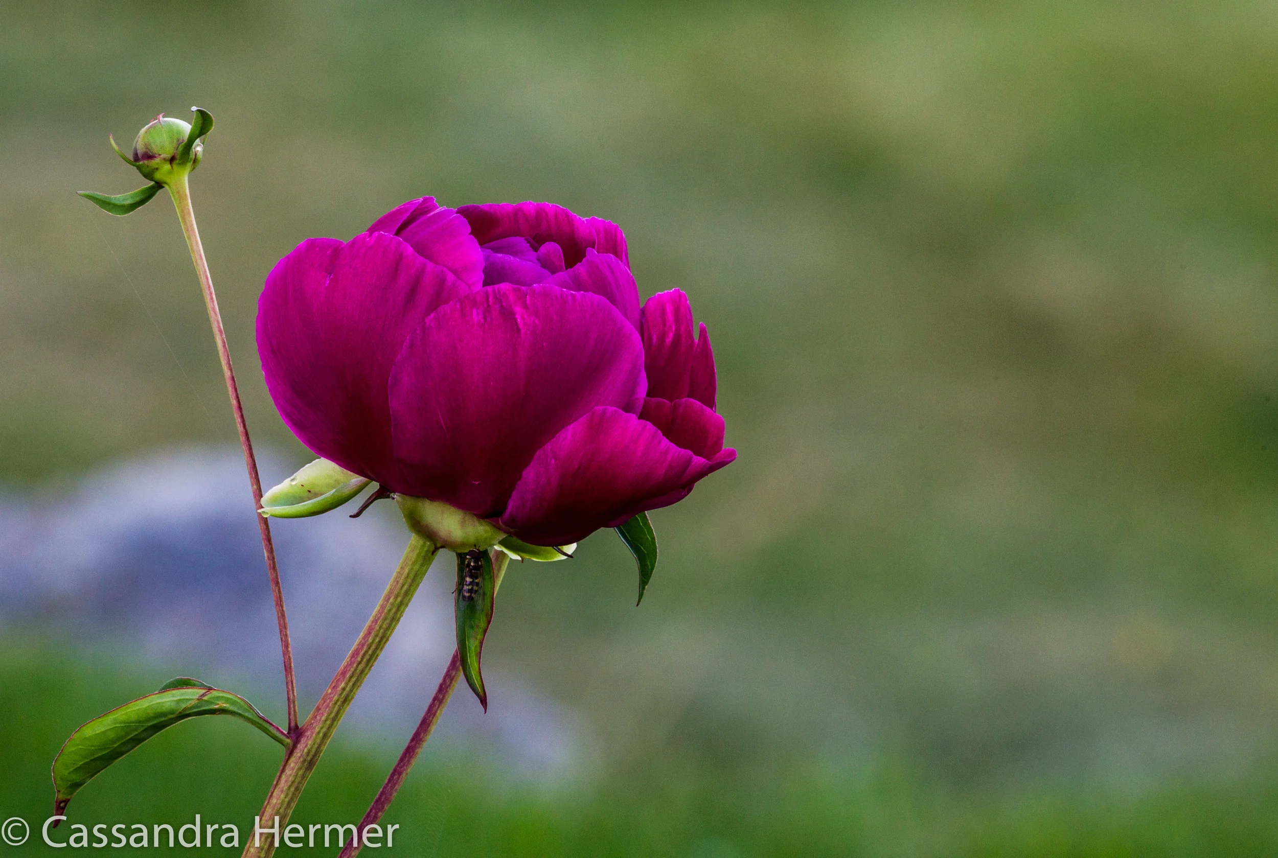  Roses find their home in NF, just not to many 