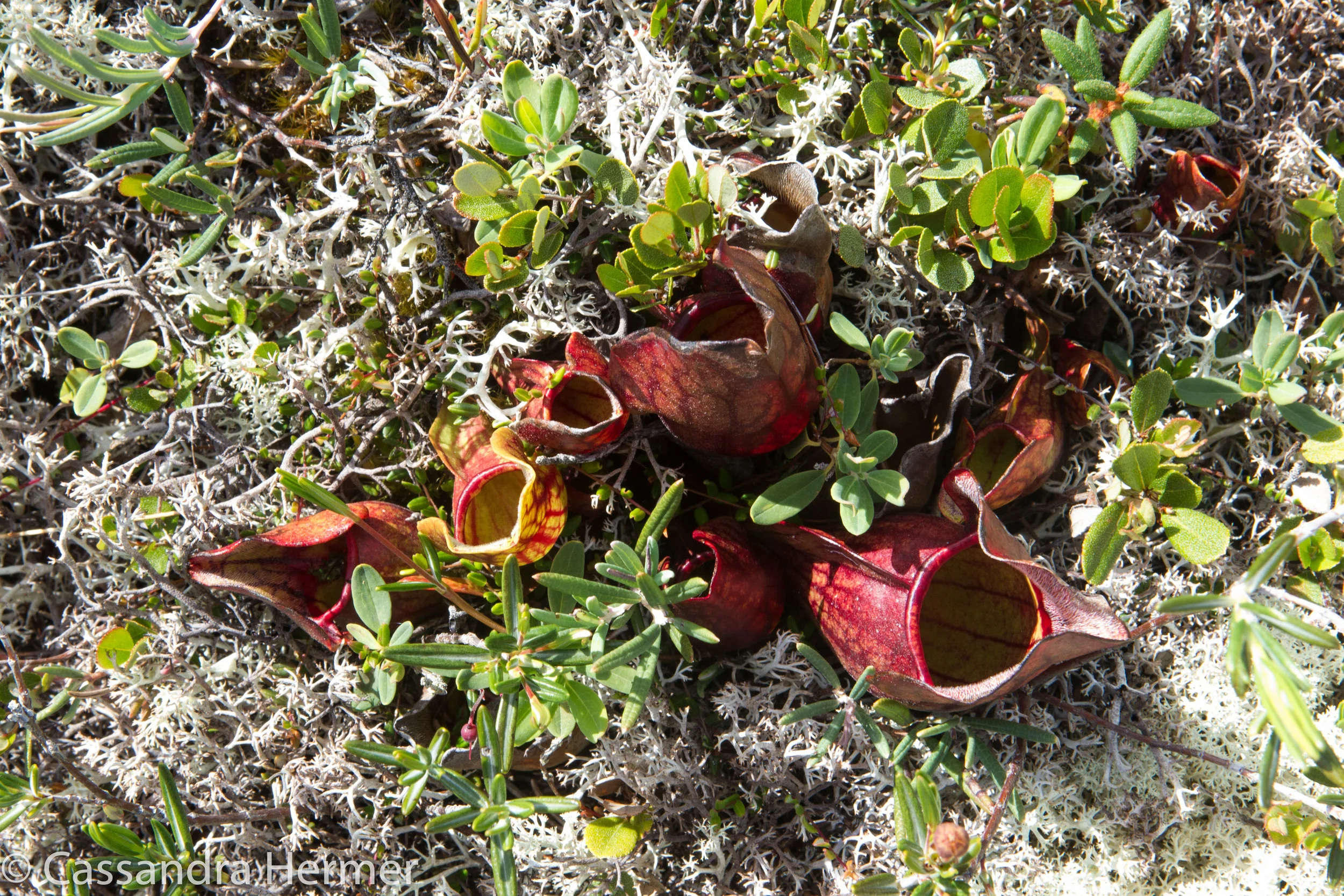  Pitcher Plant. A strange looking flower, it’s a carnivorous  plant. 