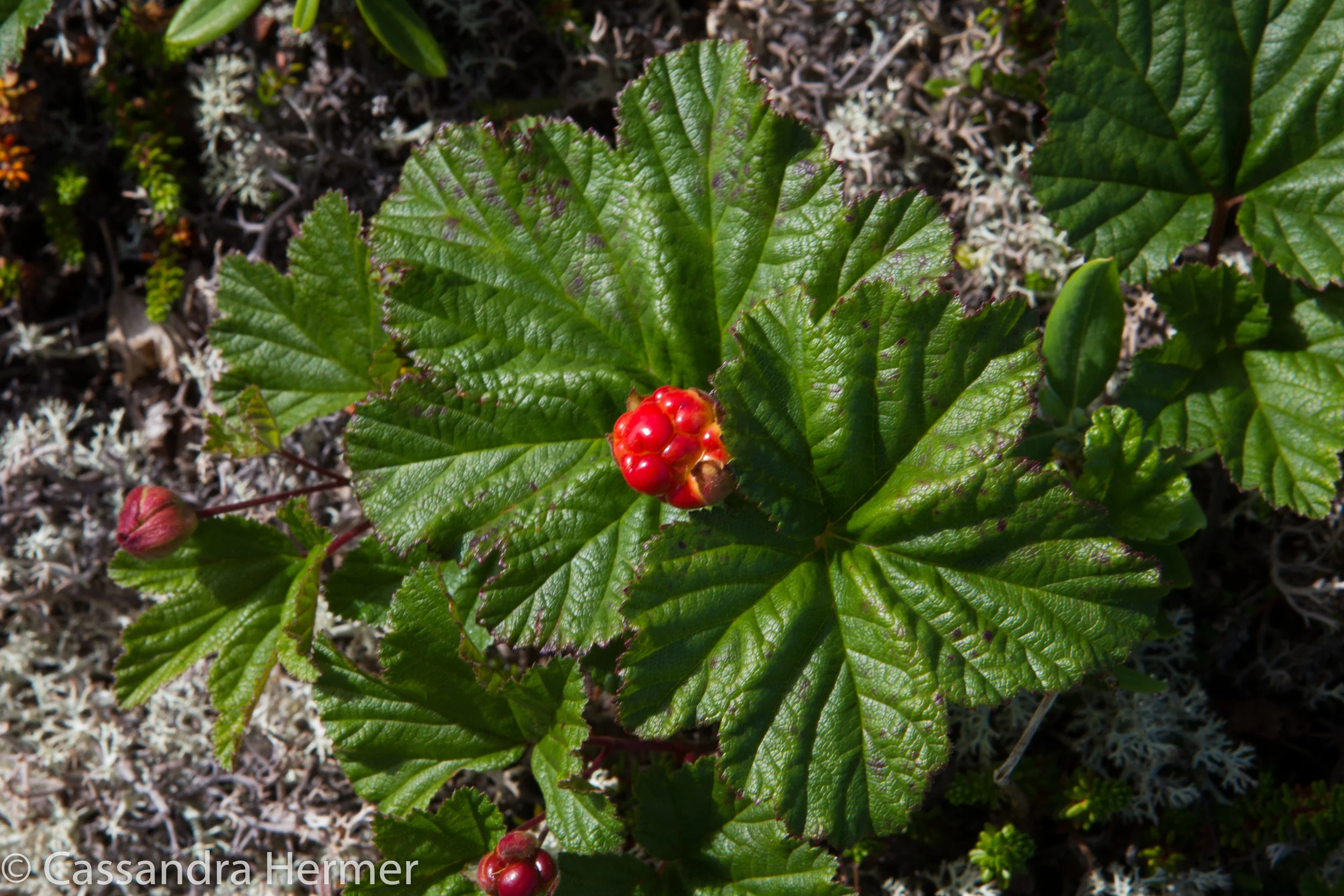  Cloud Berry, only found a few places in the world, one is in NL the other in Norway.. 