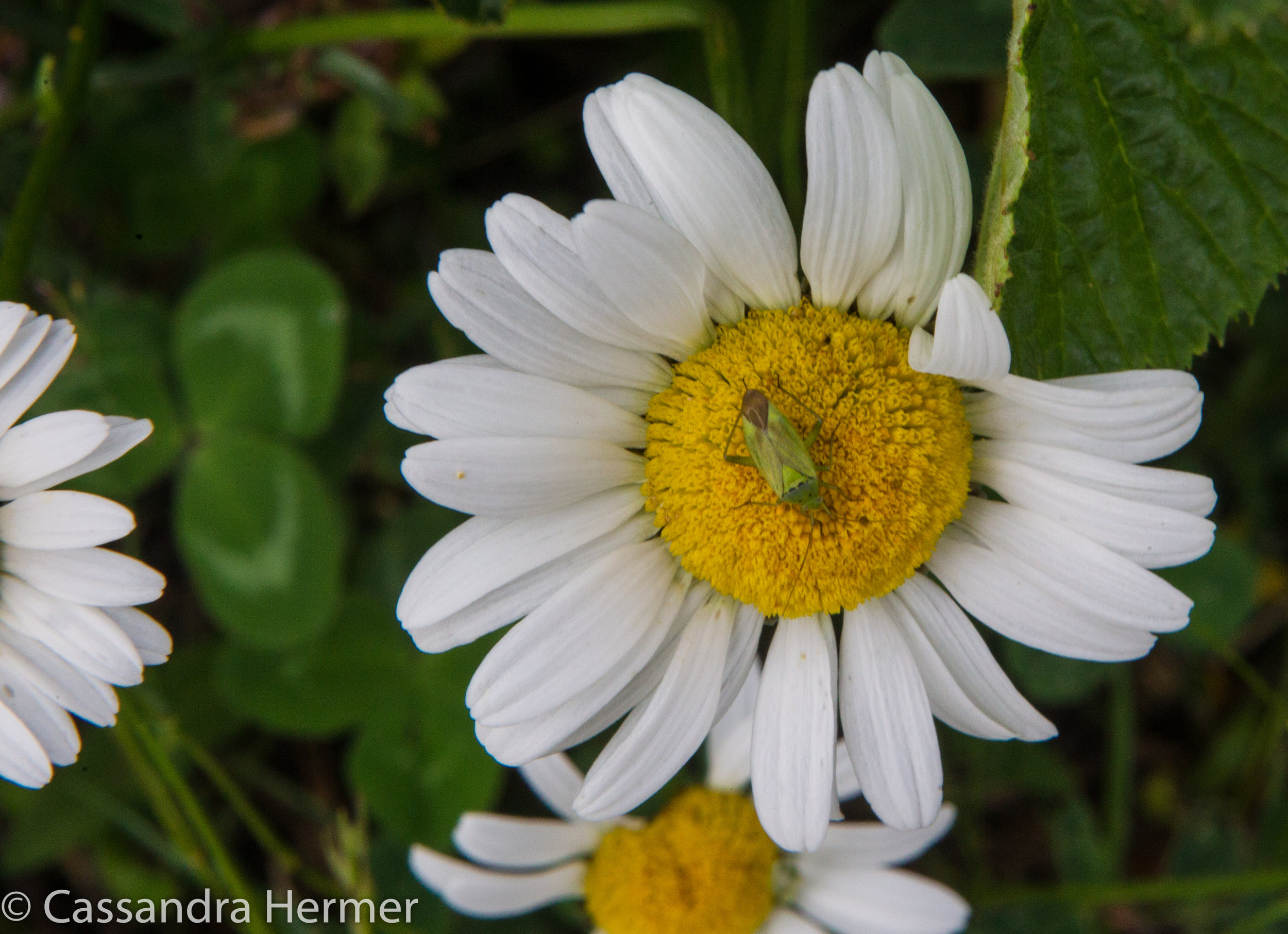  Ox-eye Daisy, along with a pretty bug. 