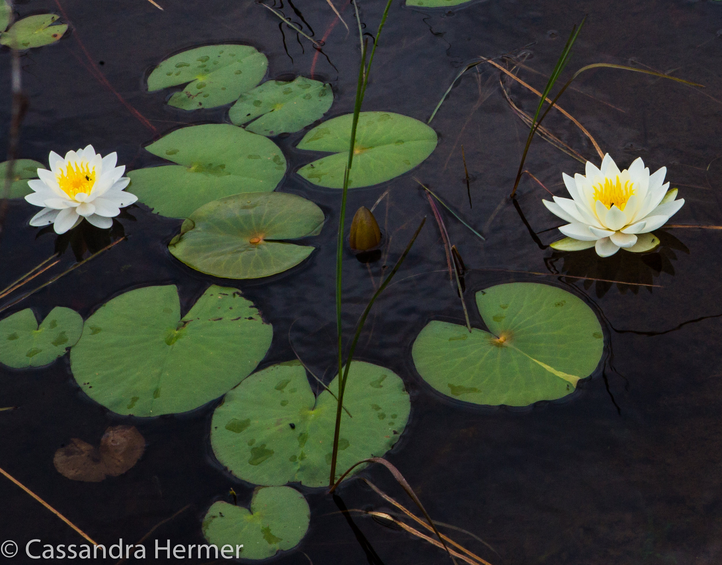  Fragrant Waterlily in NL 