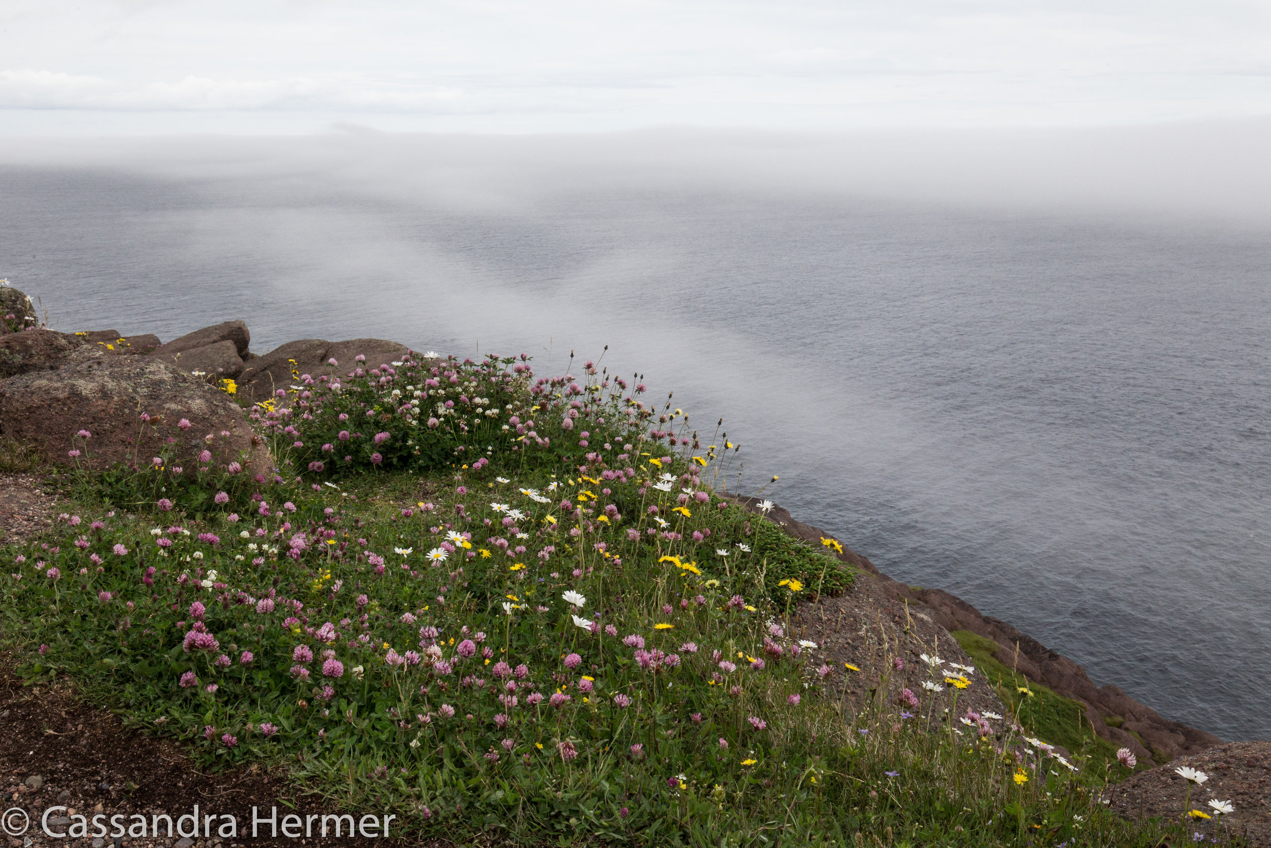  Over looking the Atlantic Ocean by Cape Spear Lighthouse.Watching the  fog come in. 