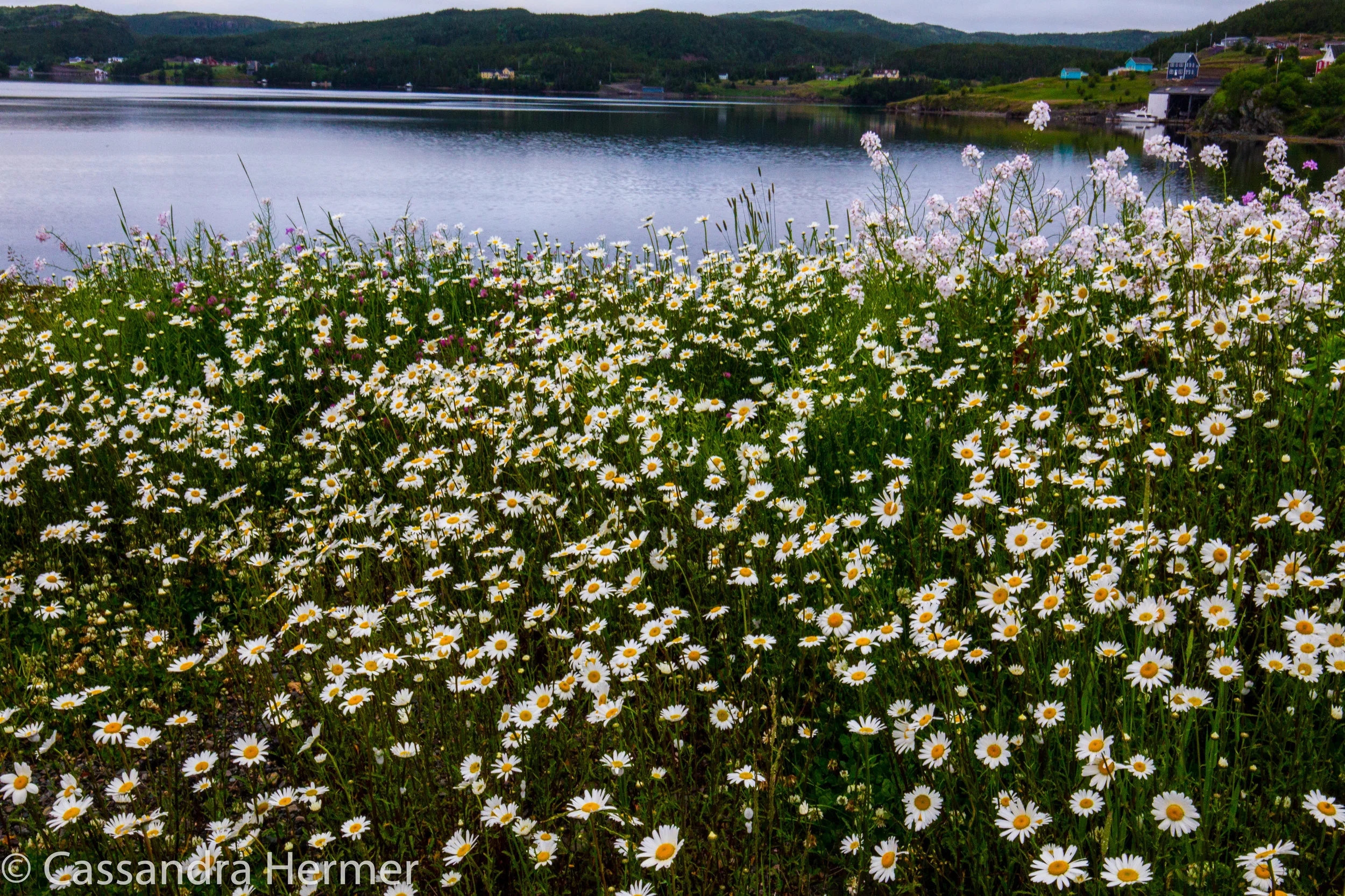  Ox-eye Daisy grow wild every where. 