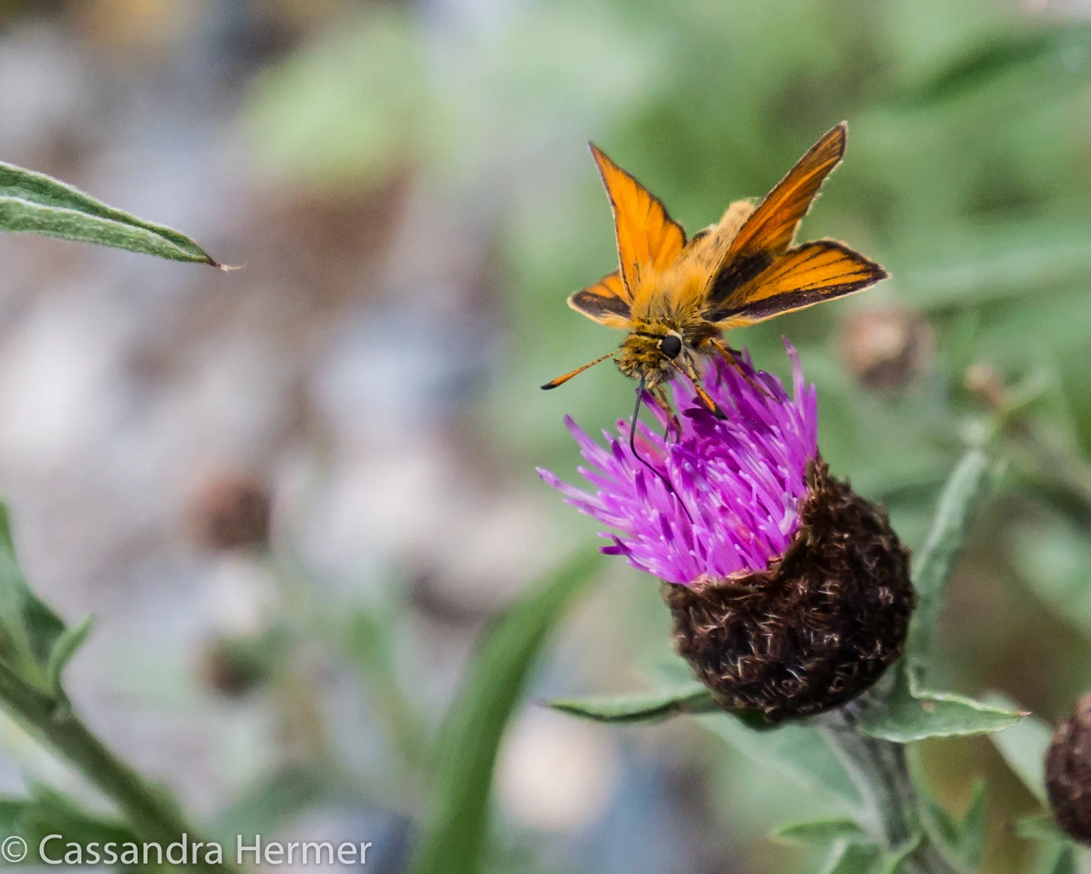  A Skipper Moth on a Canada Thistle 
