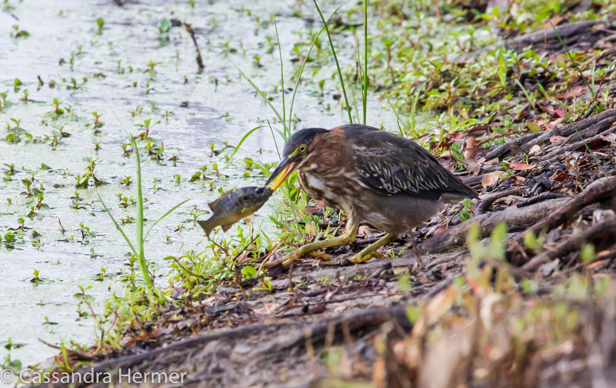  Green Heron with his catch at Central Park, Huntington Beach,Ca. 