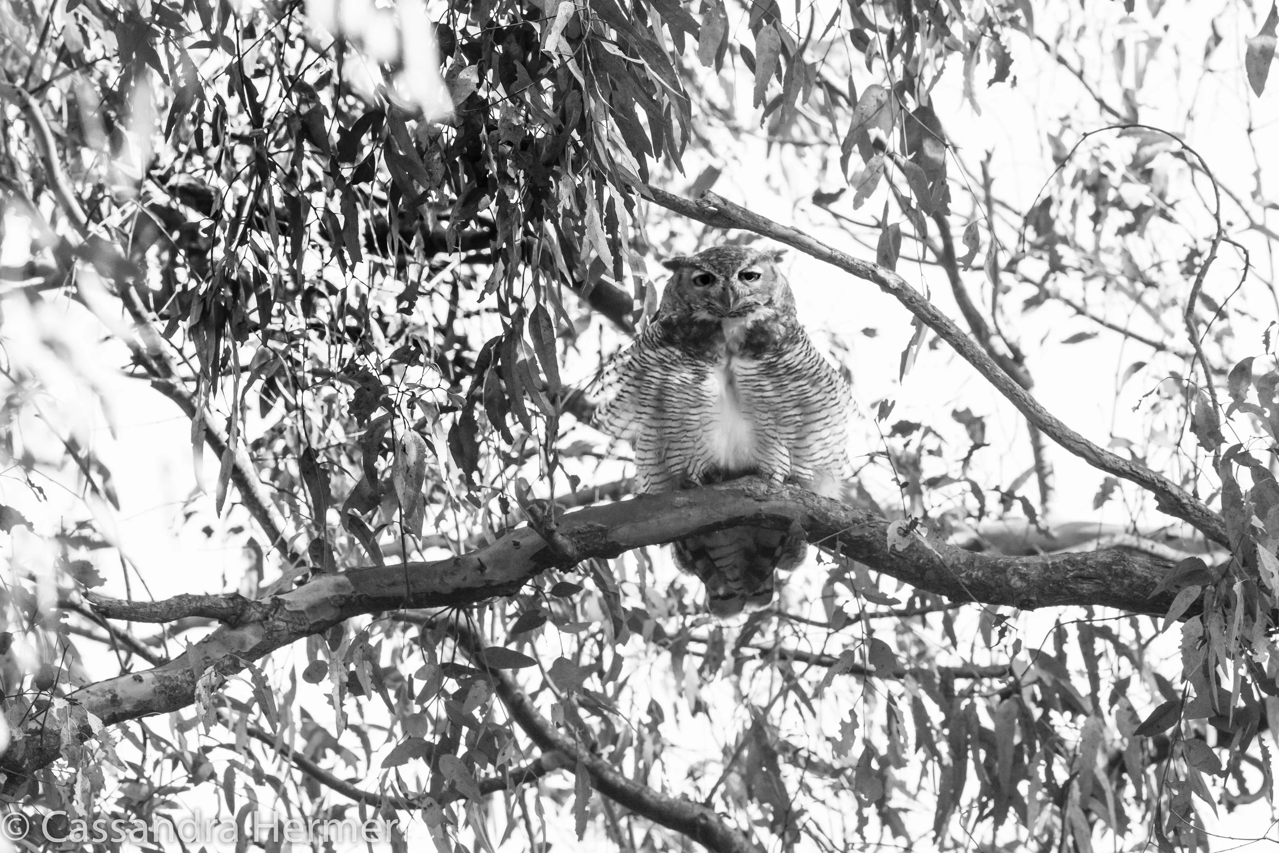  Great Horned Owl, Central Park, Huntington Beach,Ca. 