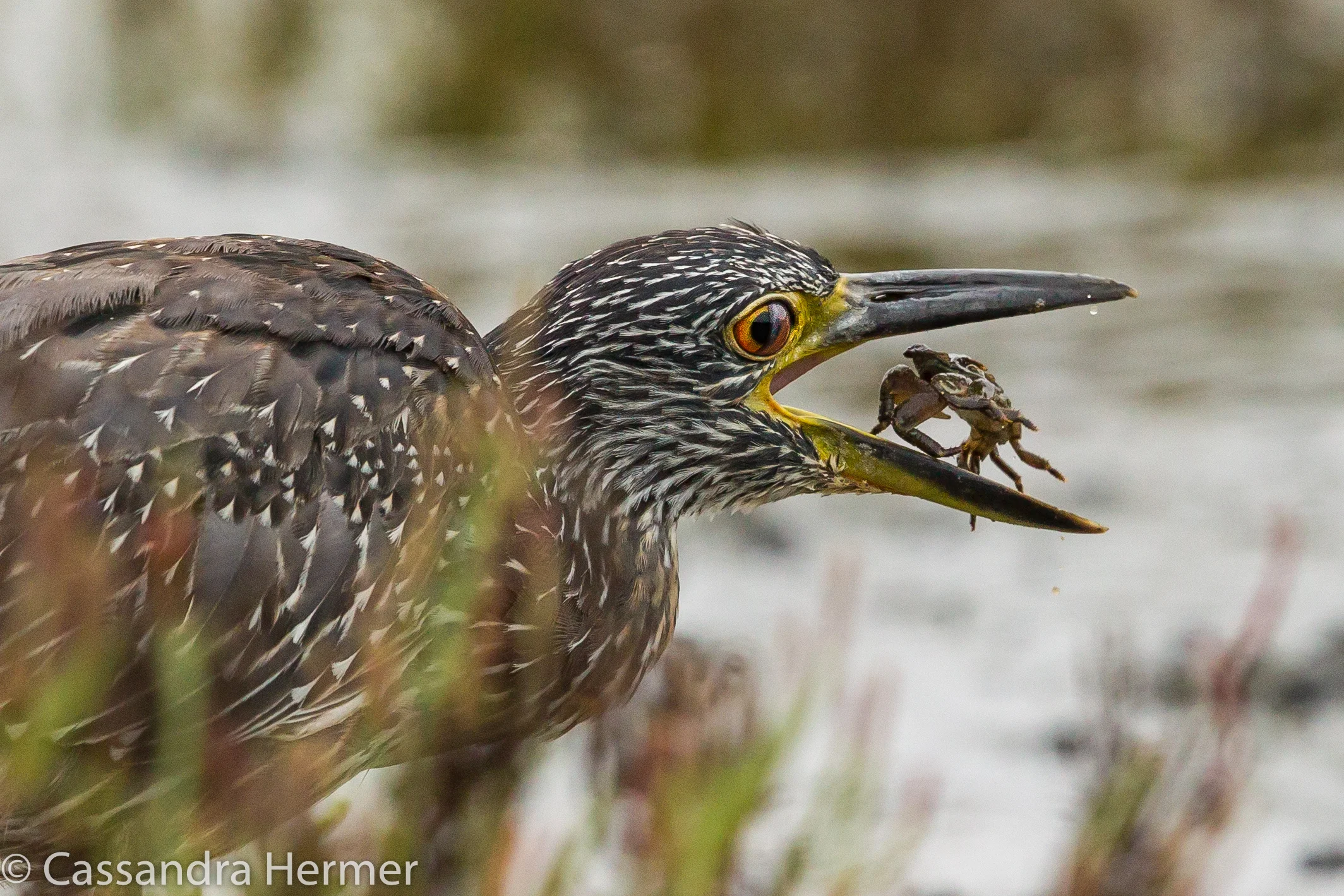  Juvenile Yellow-crowned Night-Heron, crab, Bolsa Chica, Huntington Beach, Ca. 