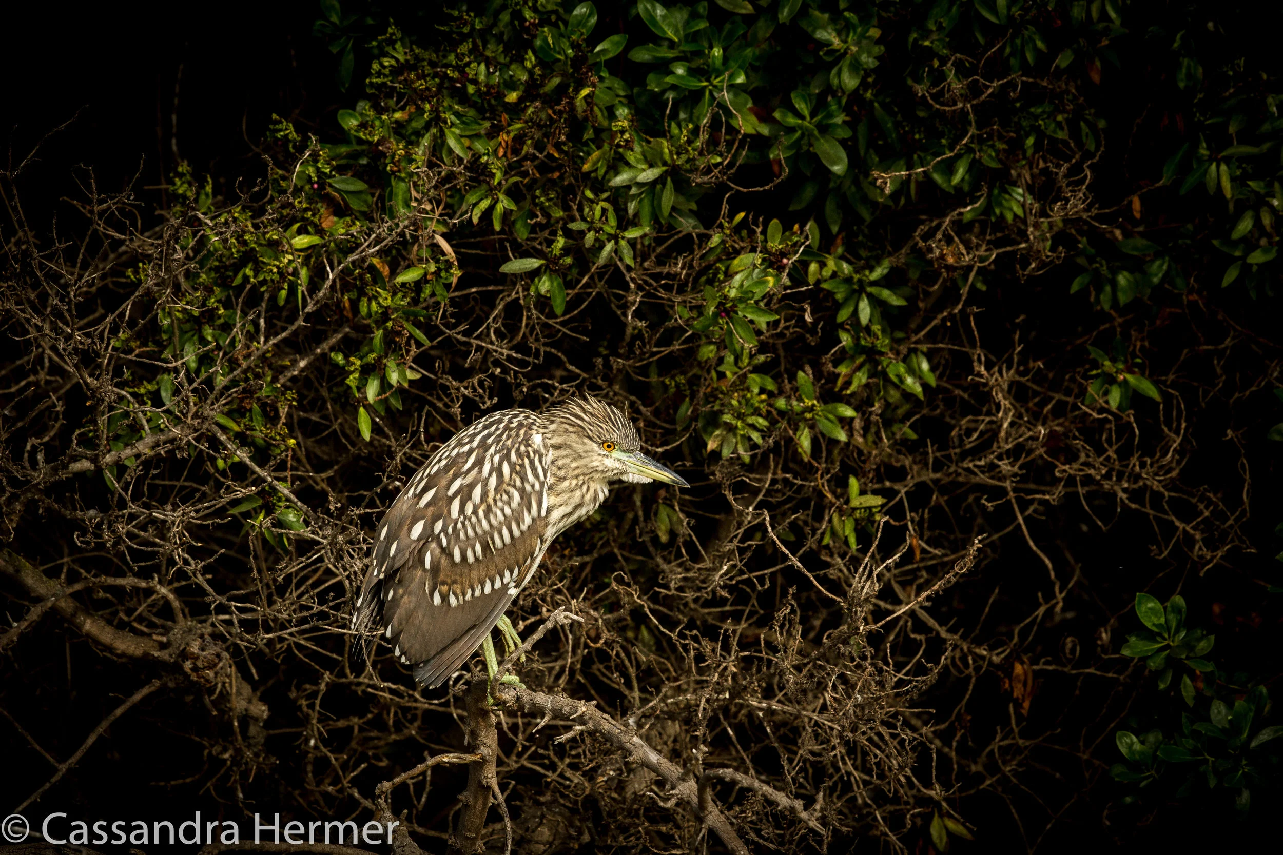  Black-crowned Heron, juvenile, David Carr Park, Huntington Beach, Ca. 
