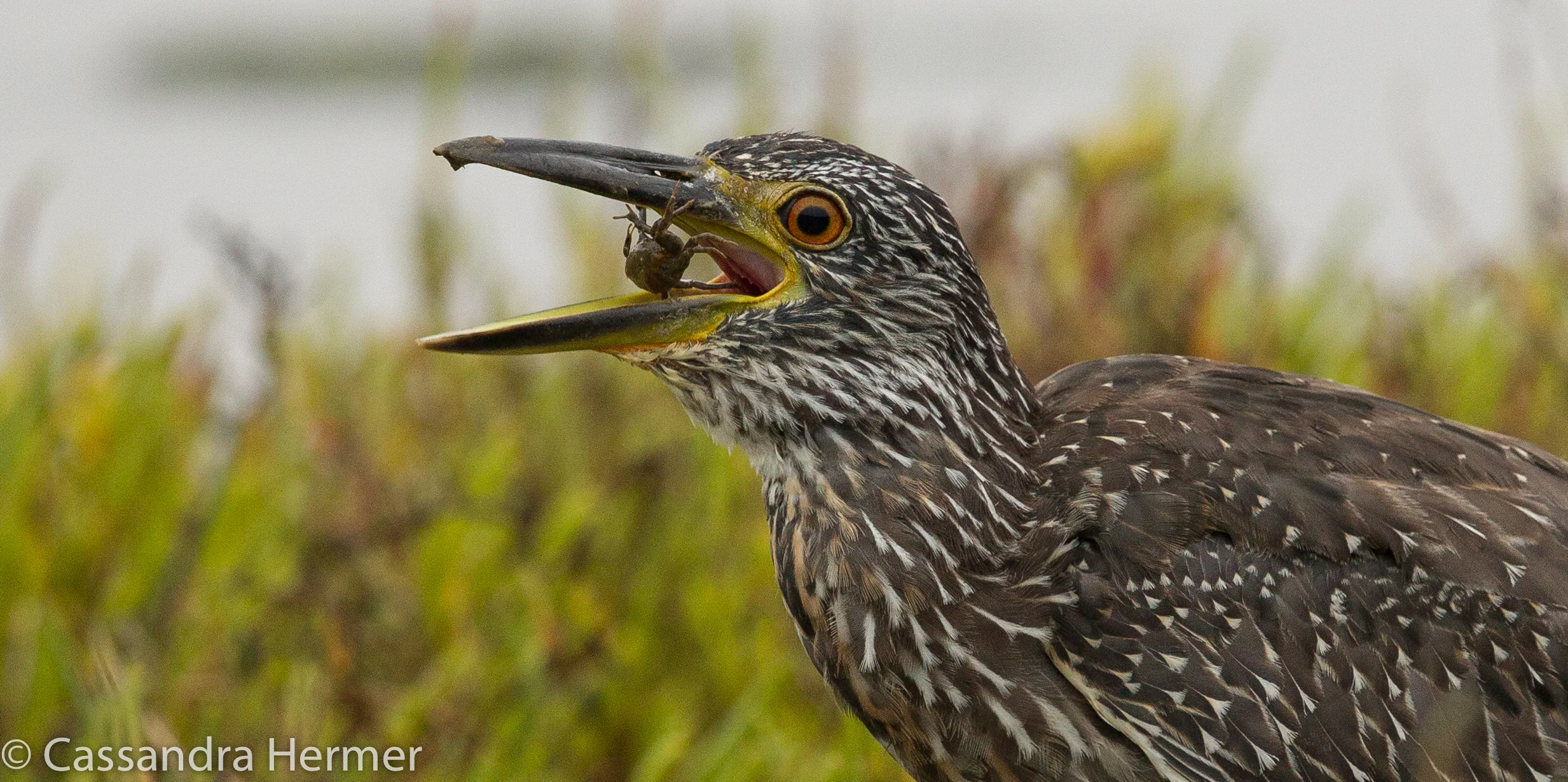  Juvenile Yellow-crowned Night-Heron, crab, Bolsa Chica, Huntington Beach, Ca. 