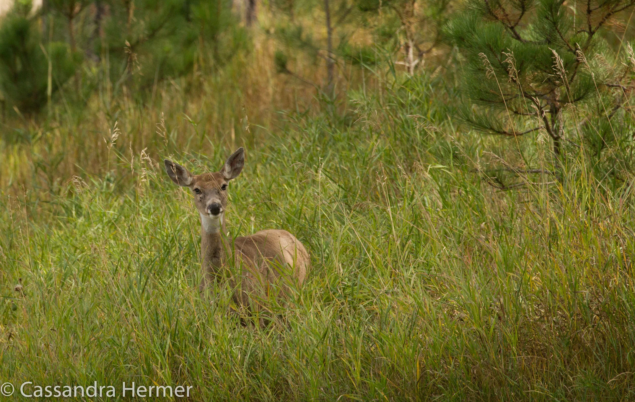  White-tailed Deer, Black Hills 