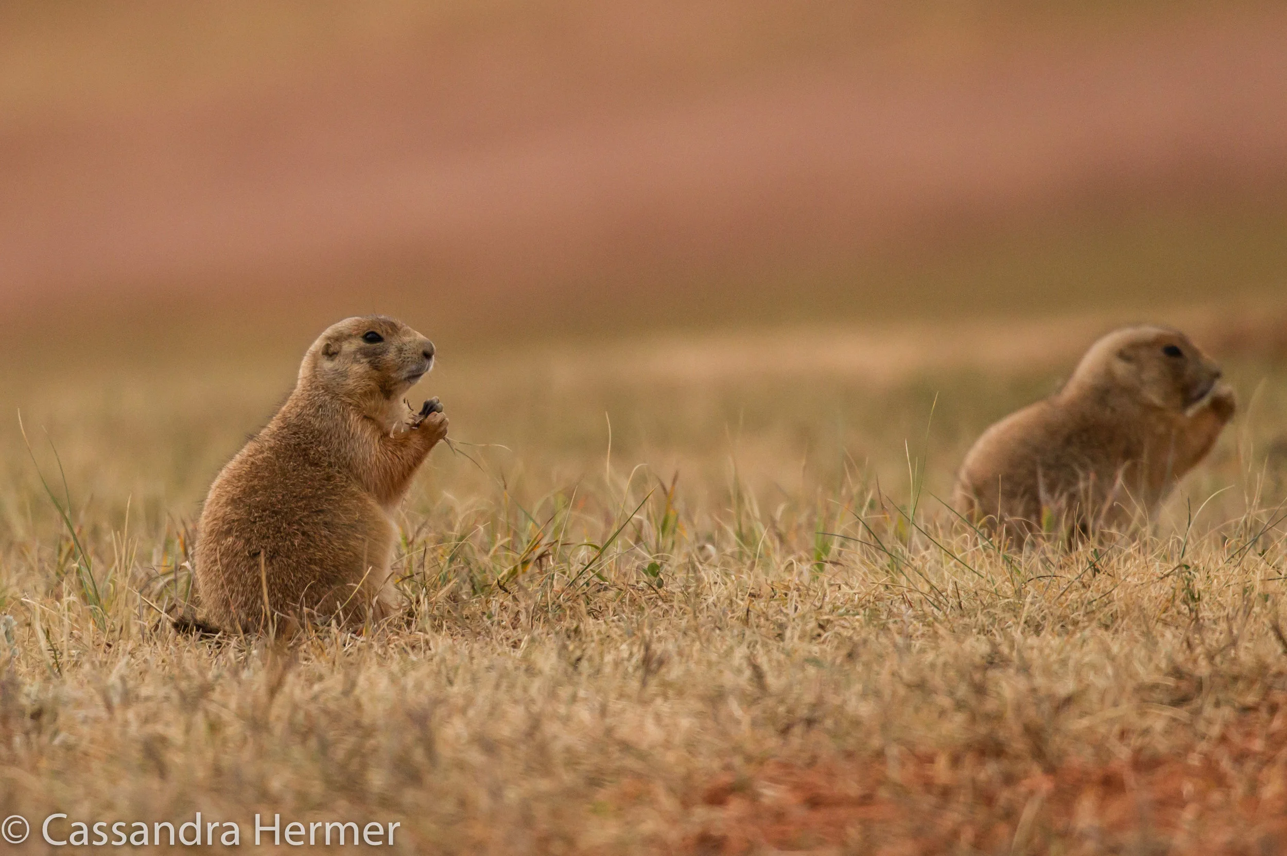  Black-tailed Prairie Dog,Black Hills and BadLands. These “towns” can have thousands in these large groups. 
