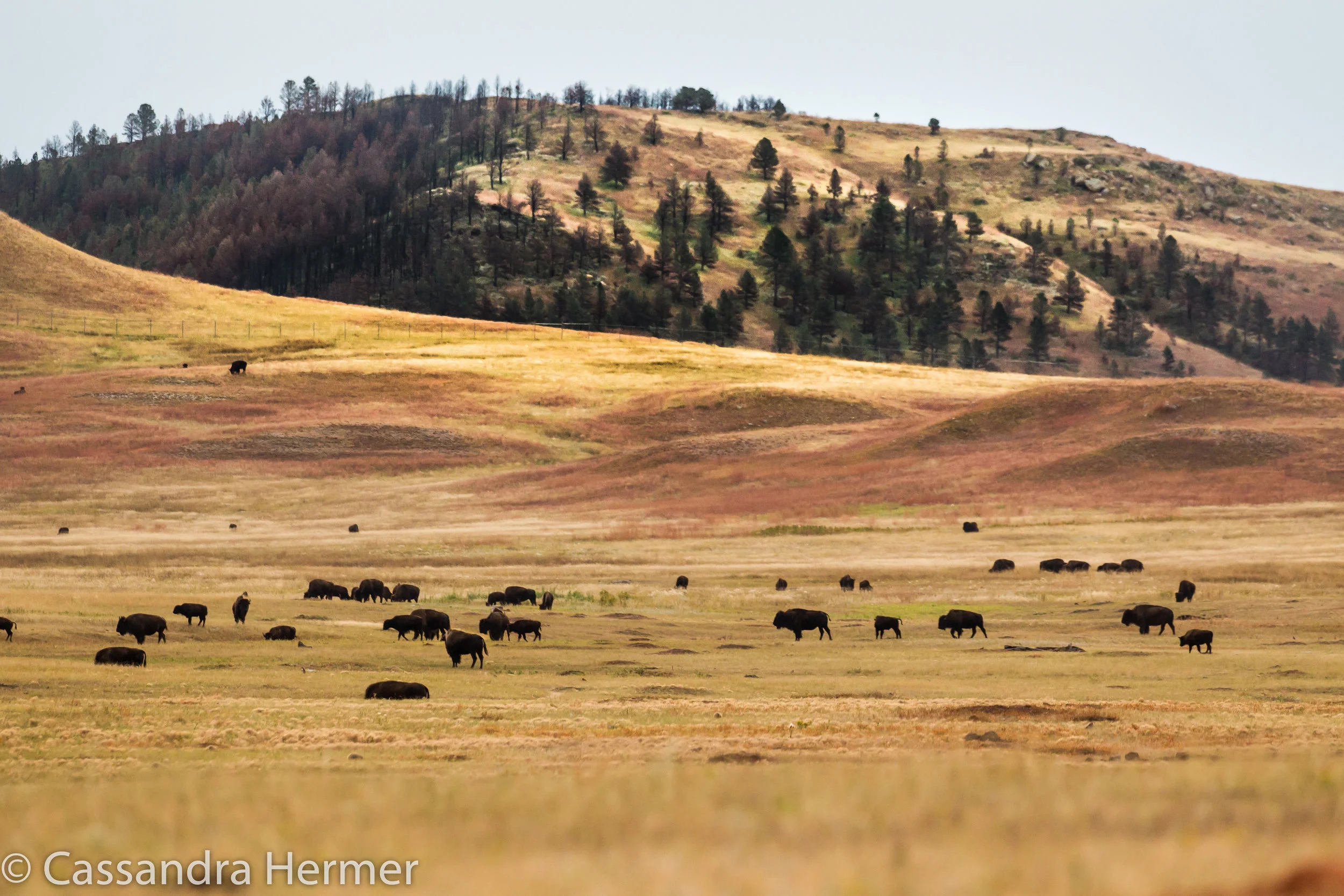  Where 1300 wild Buffalo roam in the Black Hills. 
