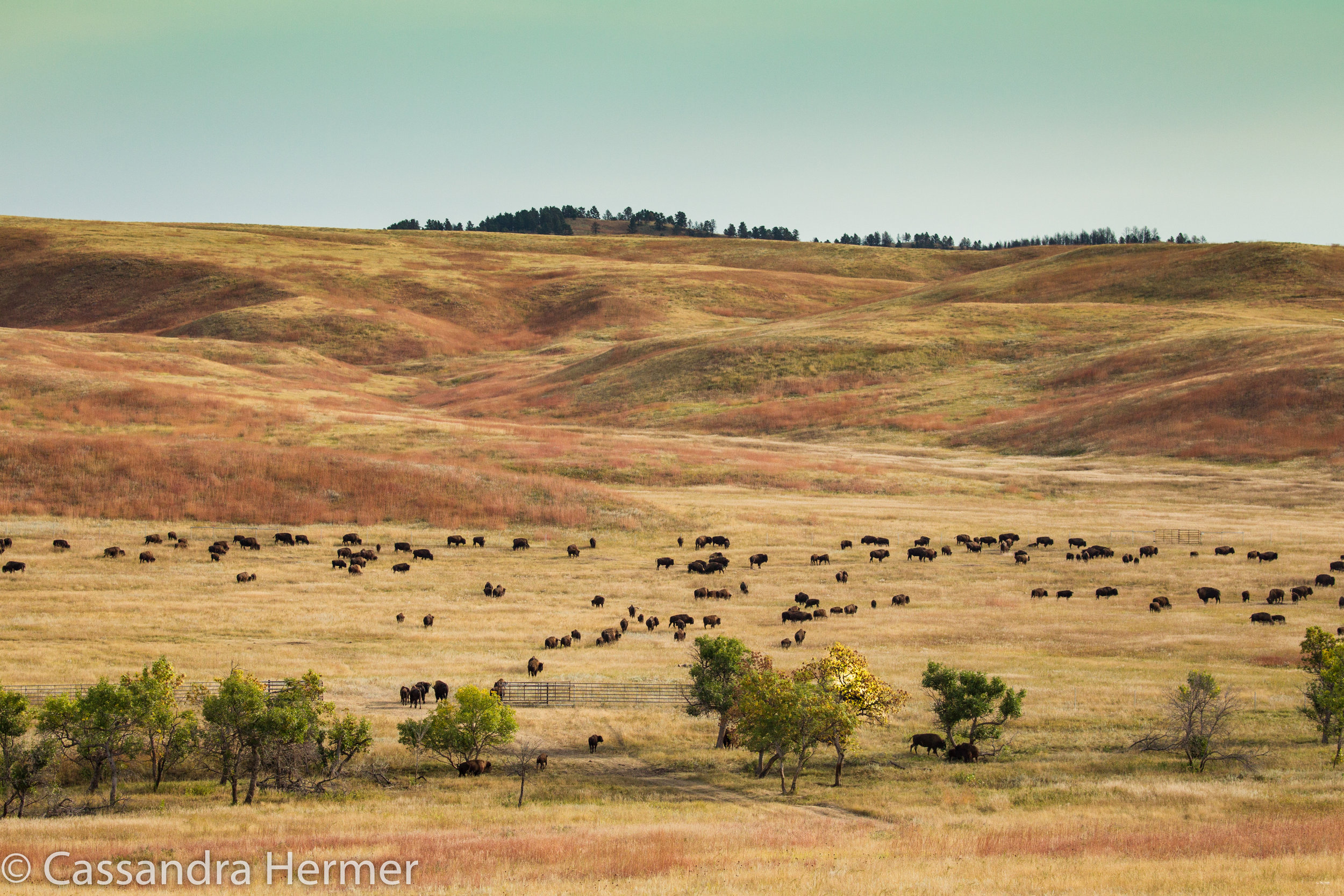  Black Hills, Buffalos 