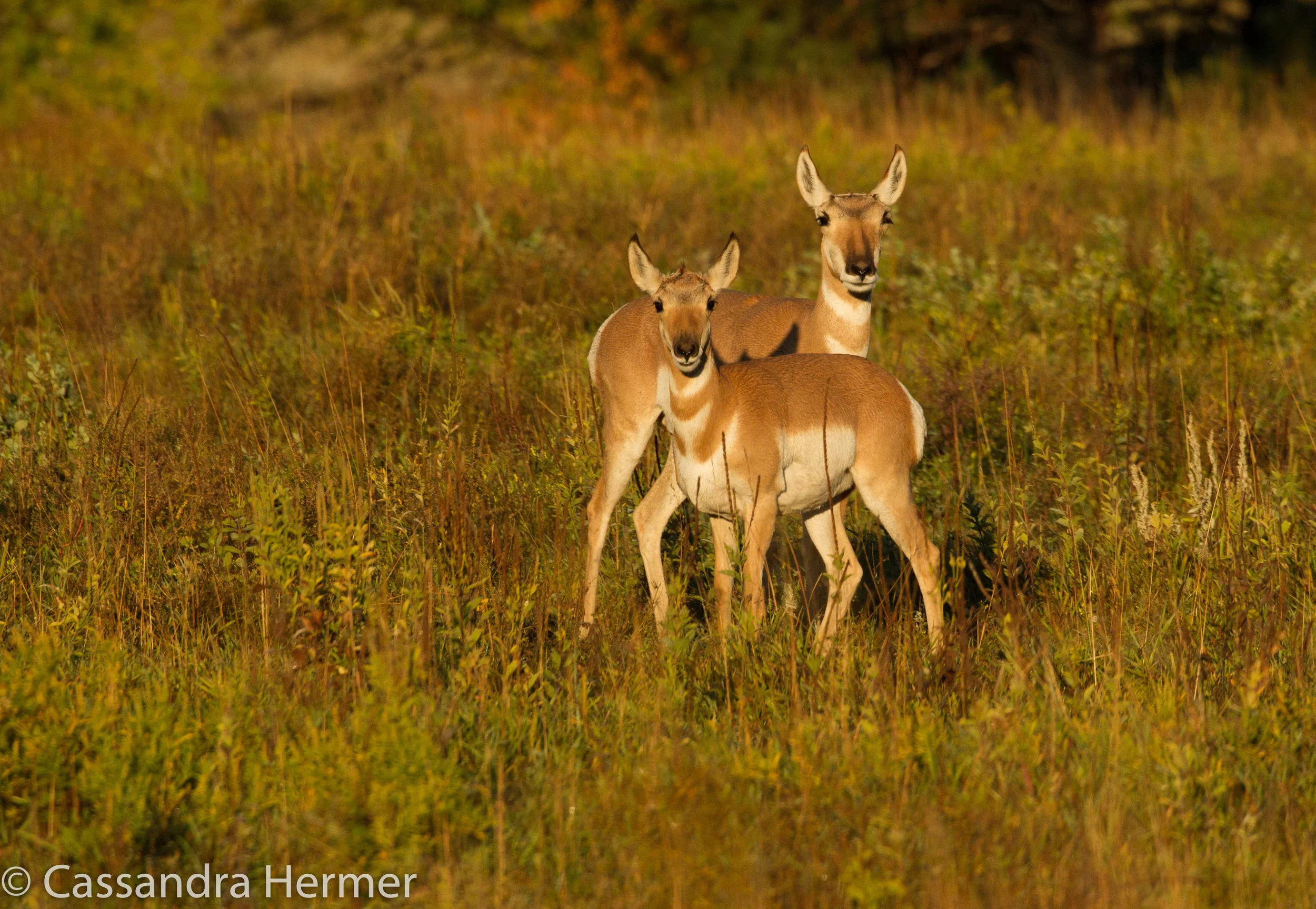  Pronghorns (f) Black Hills 
