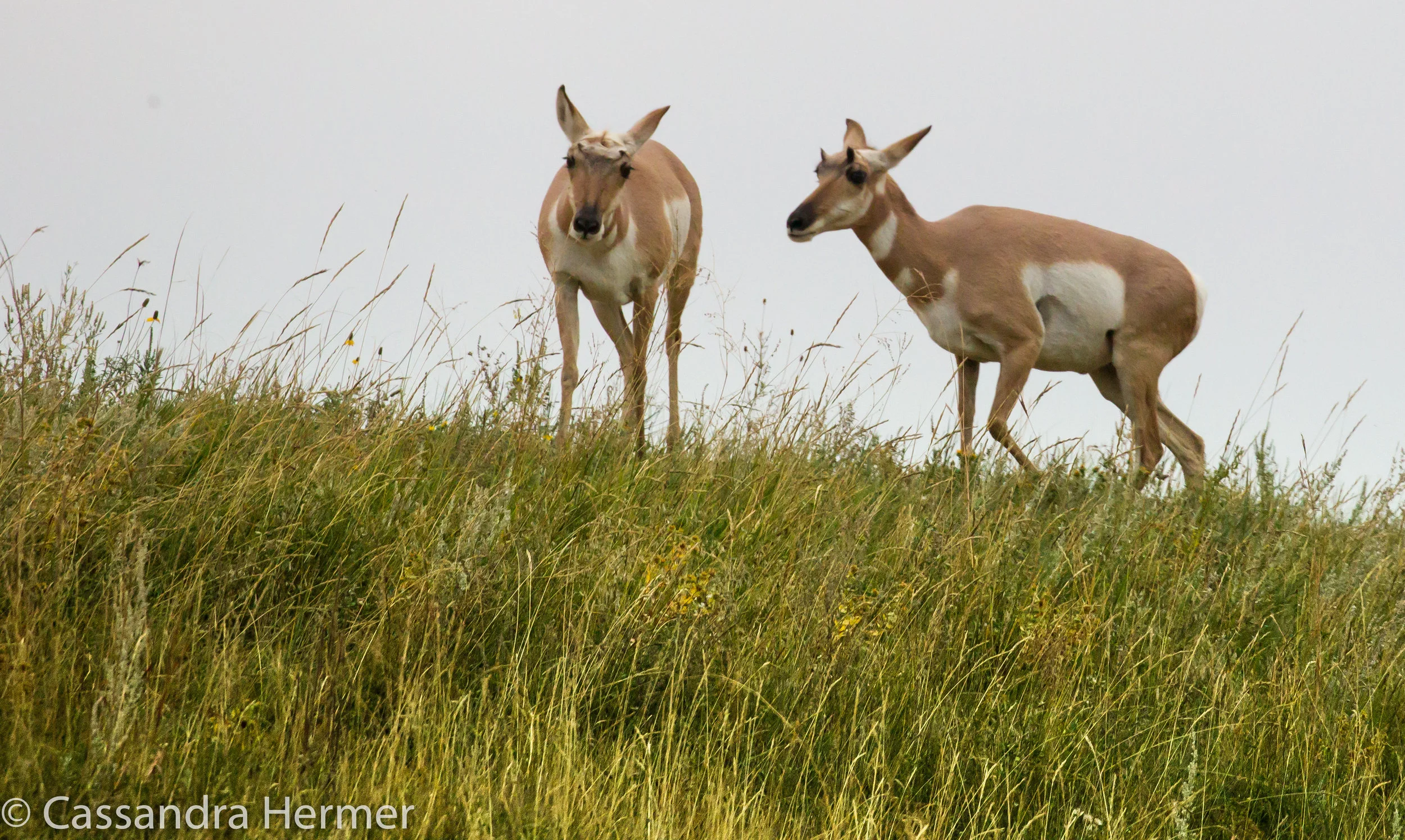  Pronghorns (f) Black Hills 