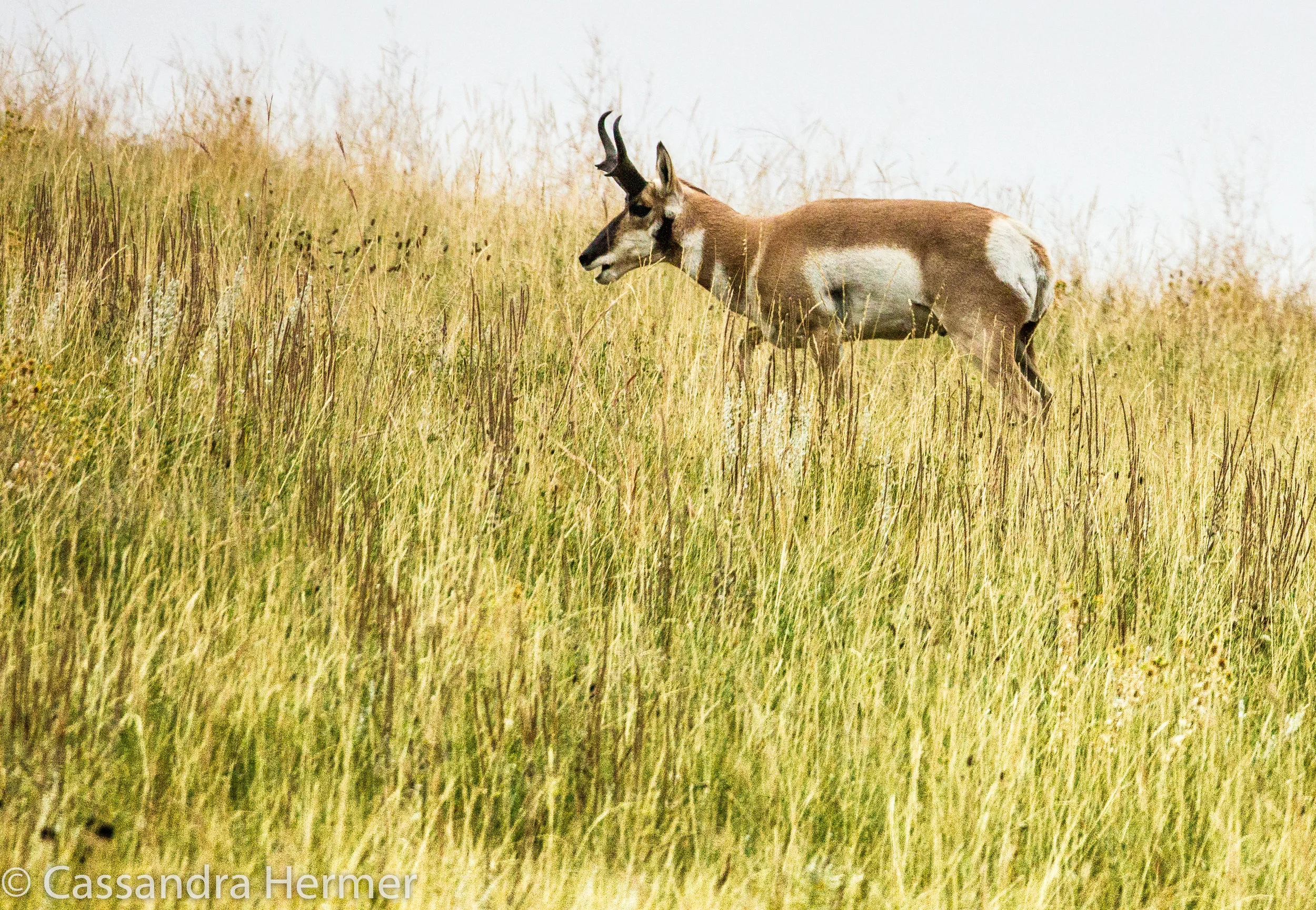  Pronghorn (m) Black Hills 