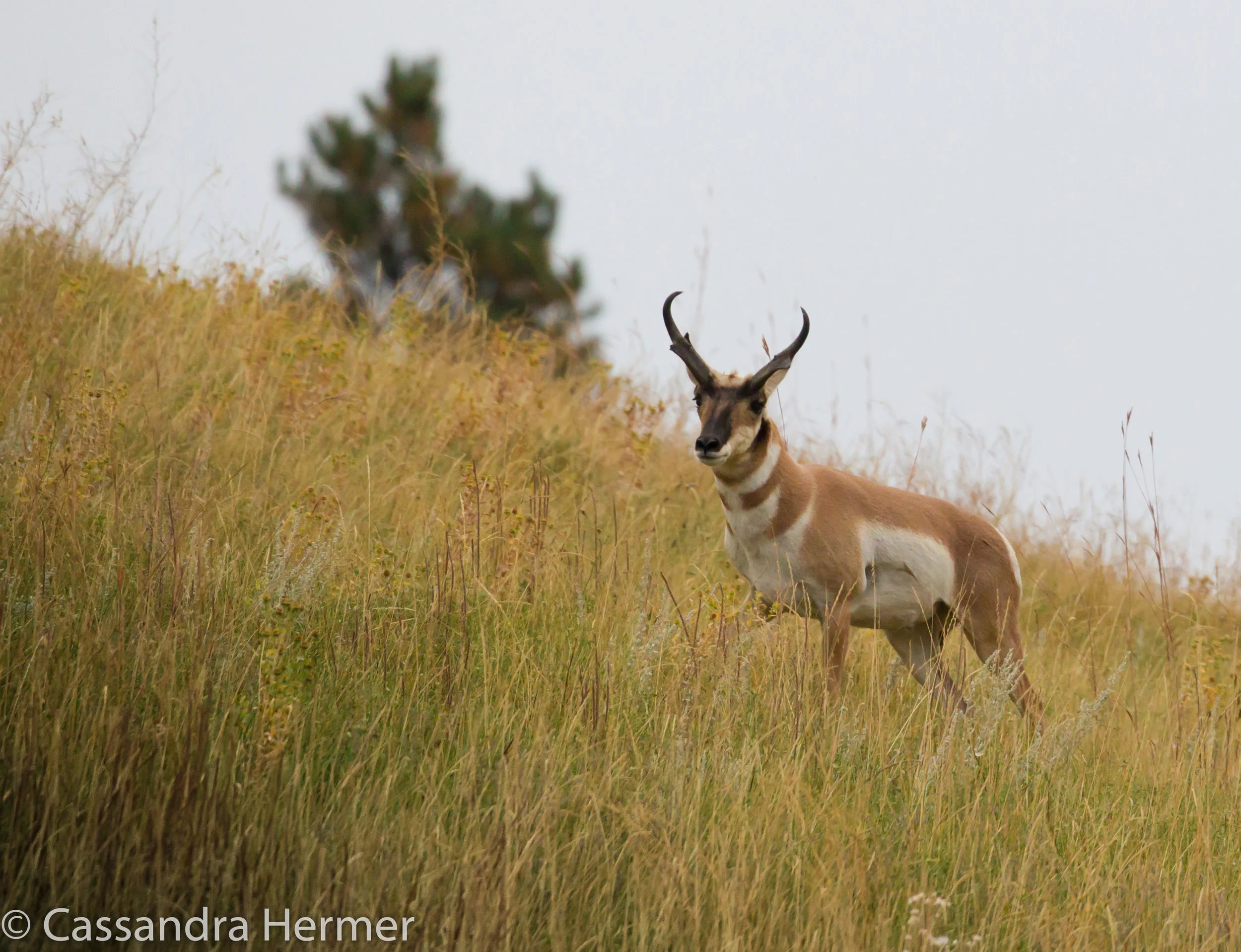  Pronghorn (m). Black Hills 